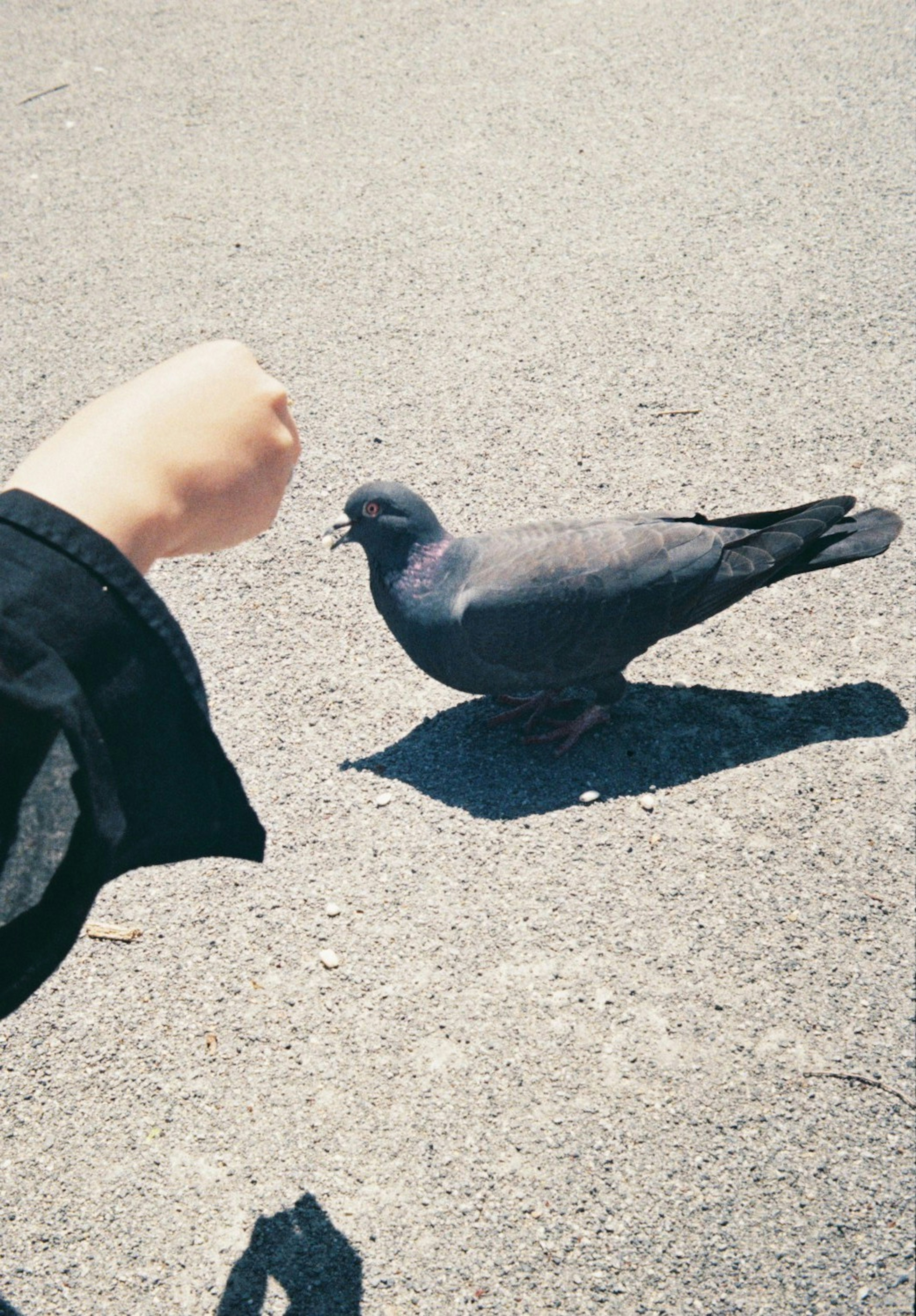 手を伸ばしている人の前にいる鳩