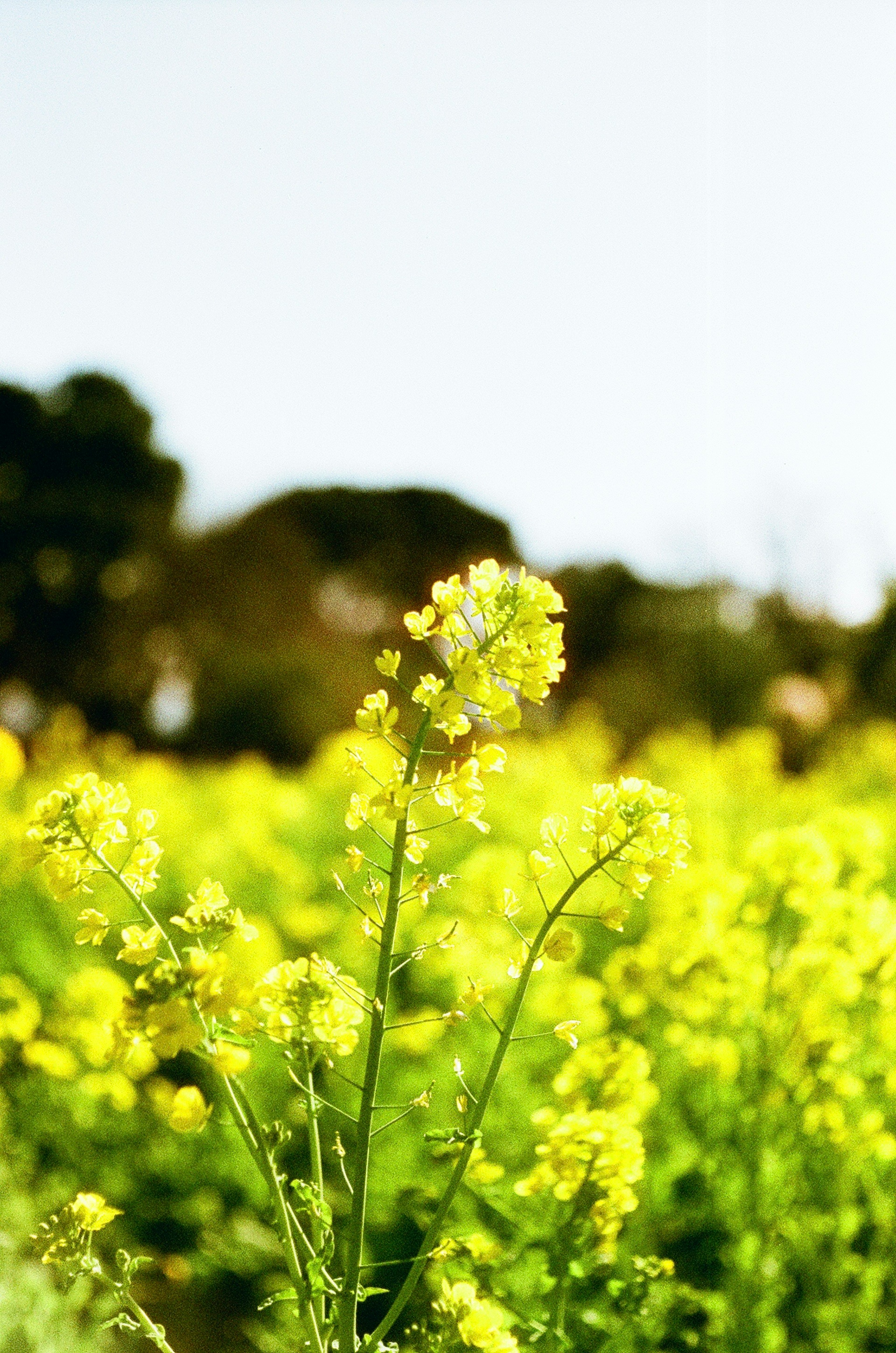 Ladang bunga rapeseed kuning cerah di bawah langit cerah