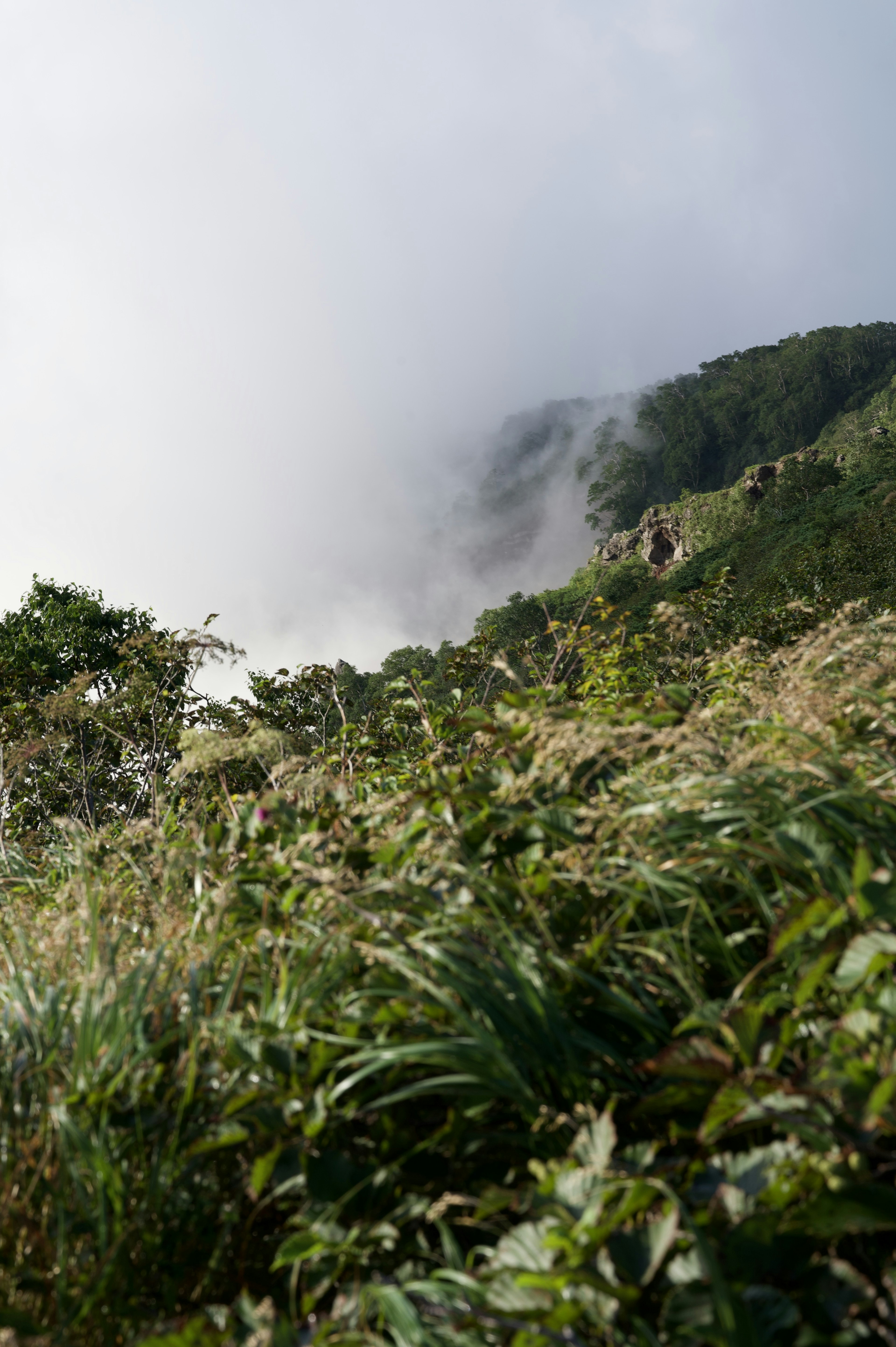 Paesaggio montano parzialmente oscurato dalla nebbia con vegetazione lussureggiante