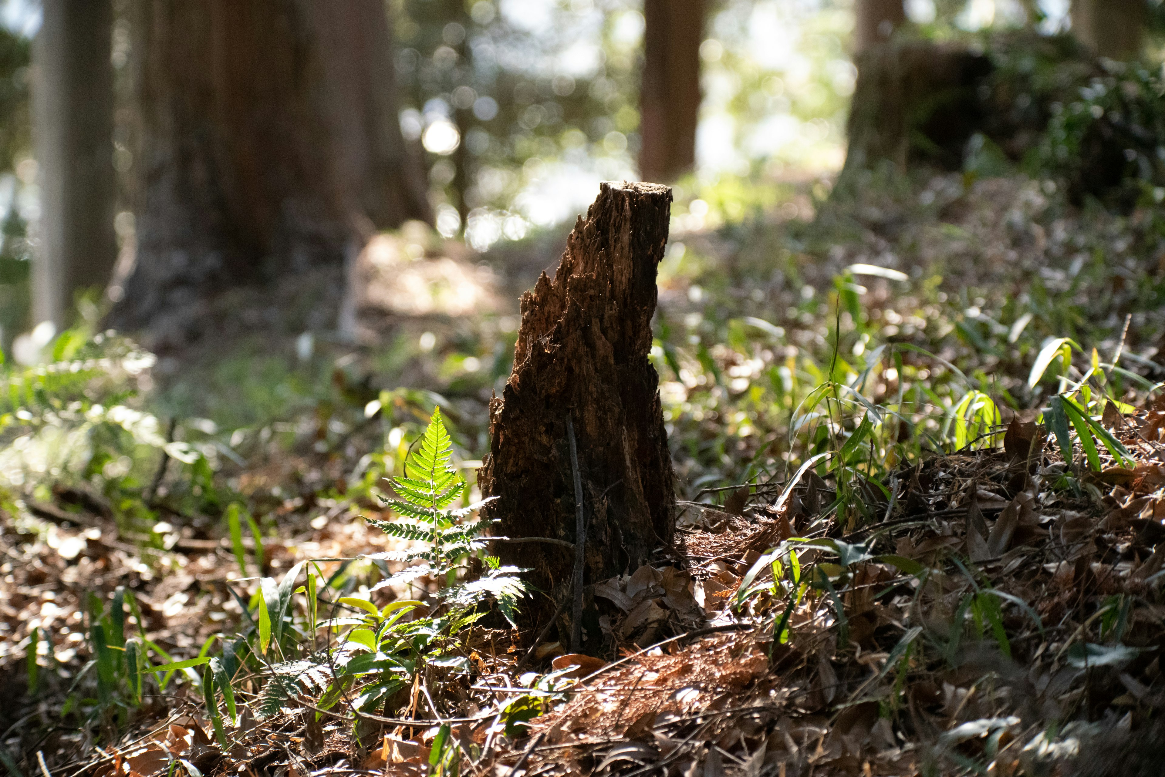 Un ceppo d'albero in piedi in una foresta circondato da piante verdi