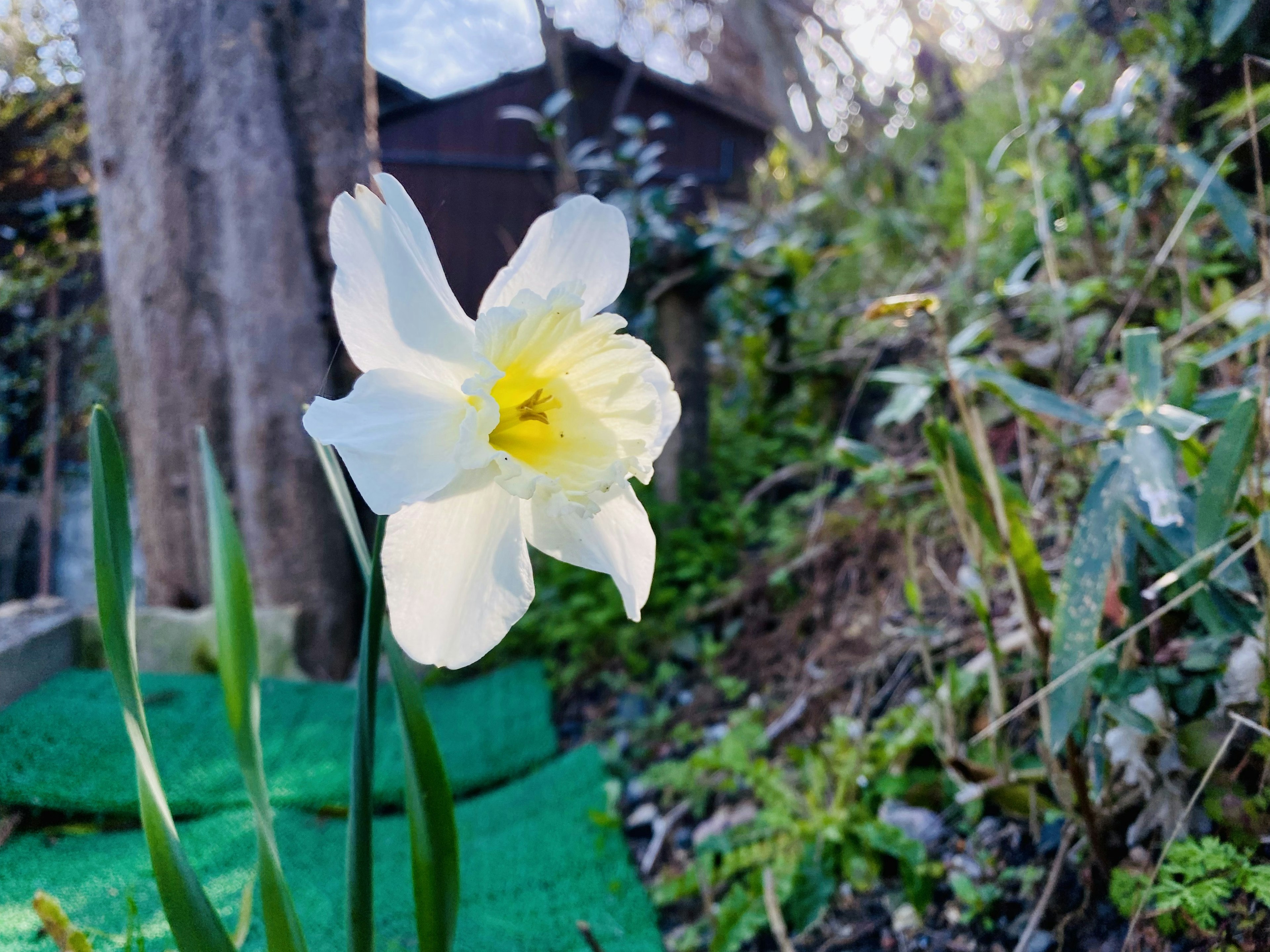 Eine weiße Narzissenblüte, die zwischen grünen Blättern blüht