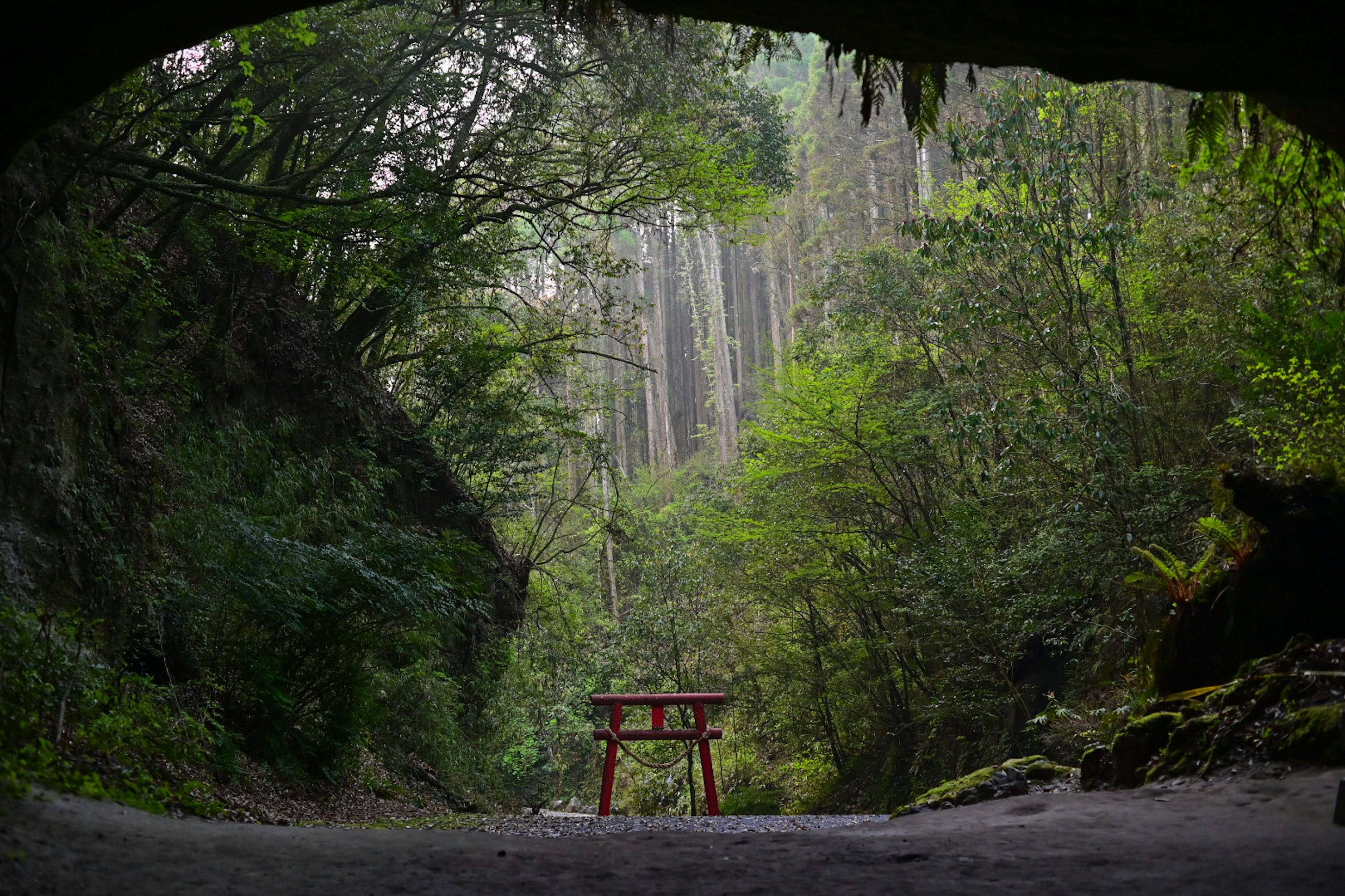 Cảnh quan của cổng torii đỏ được khung bởi cửa hang và bao quanh bởi cây cối xanh tươi