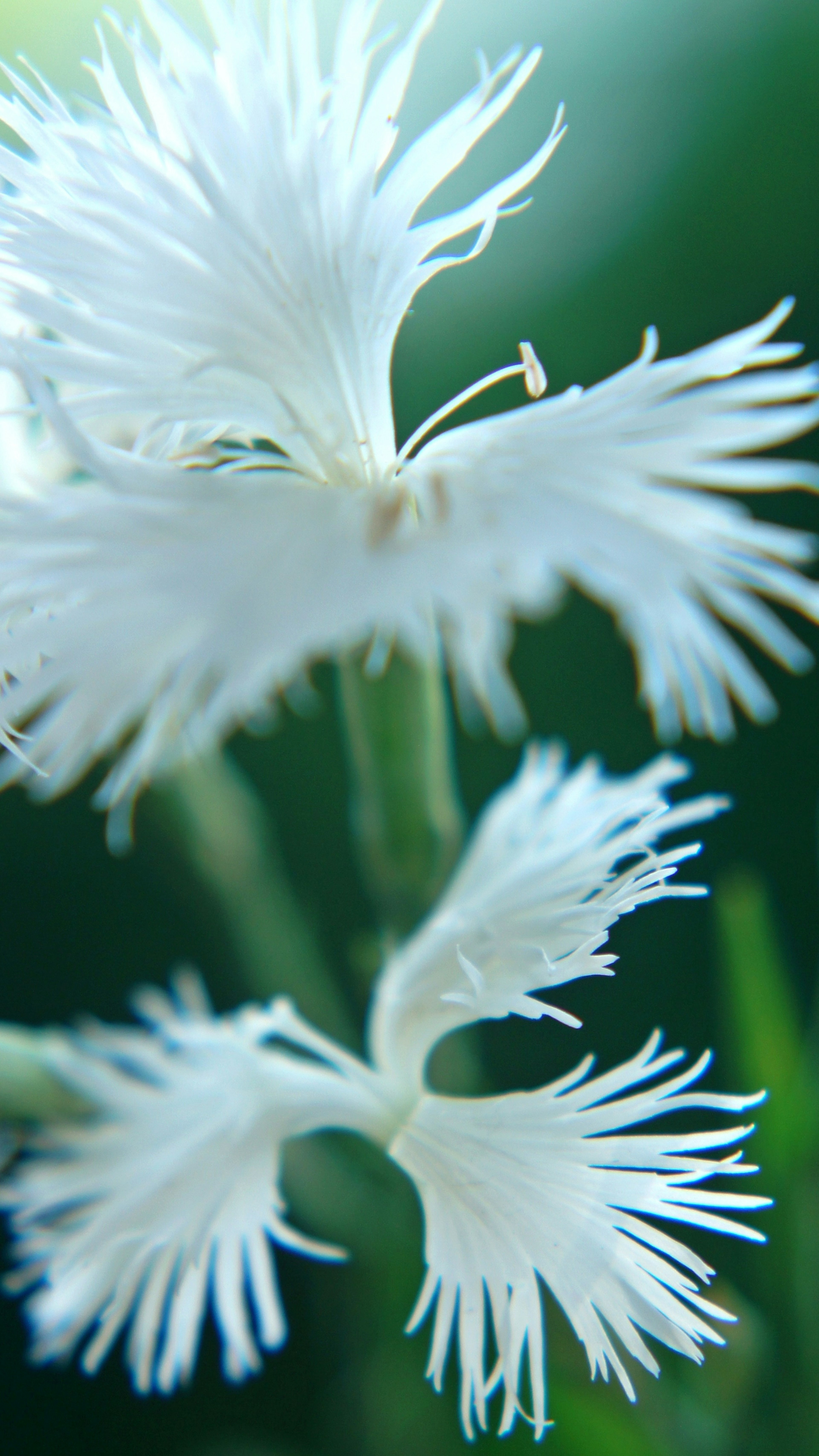 白色花朵的特写，独特的流苏花瓣映衬在绿色背景上