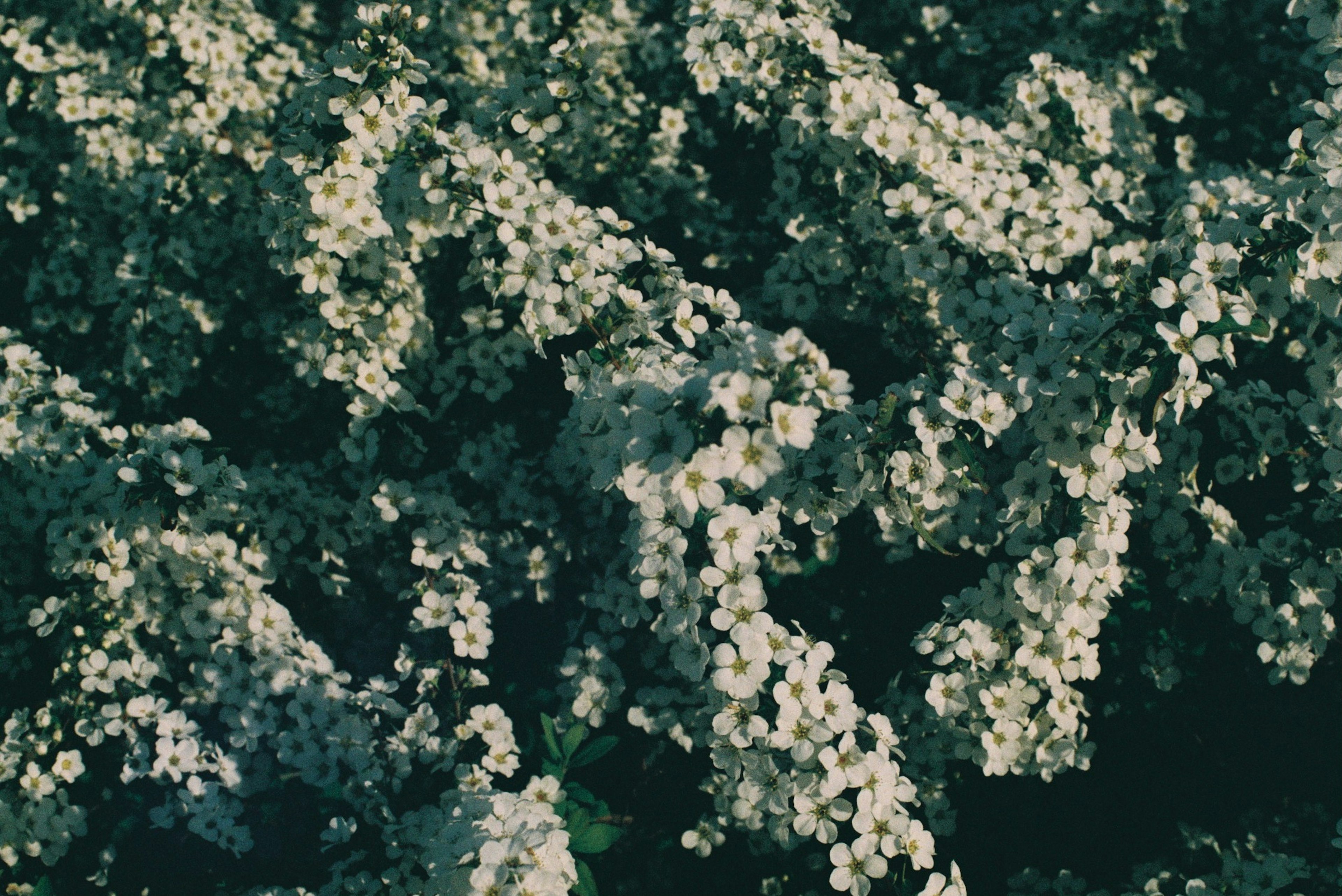 Dense clusters of white flowers against a green background