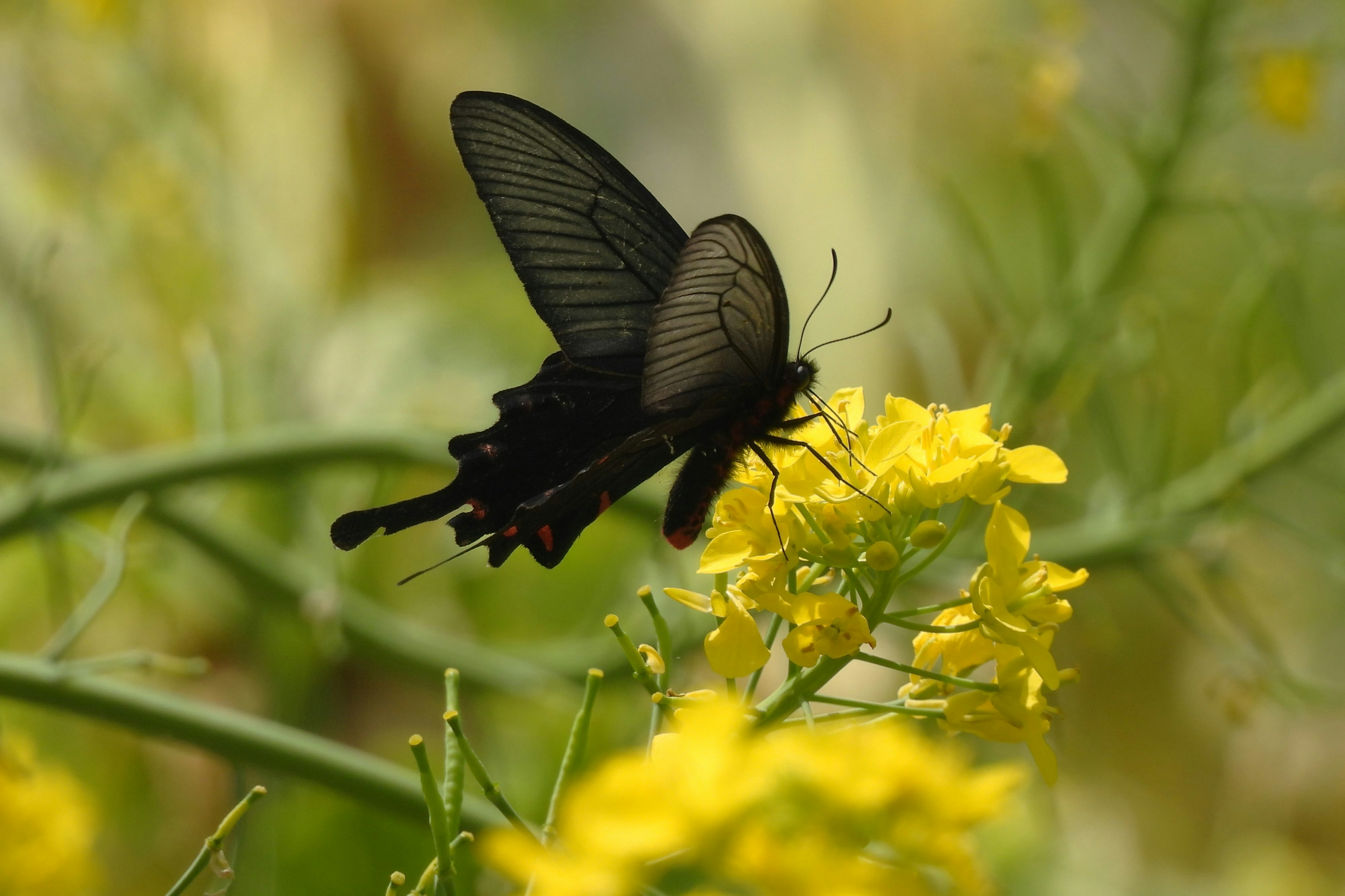 Farfalla nera appollaiata su un fiore giallo