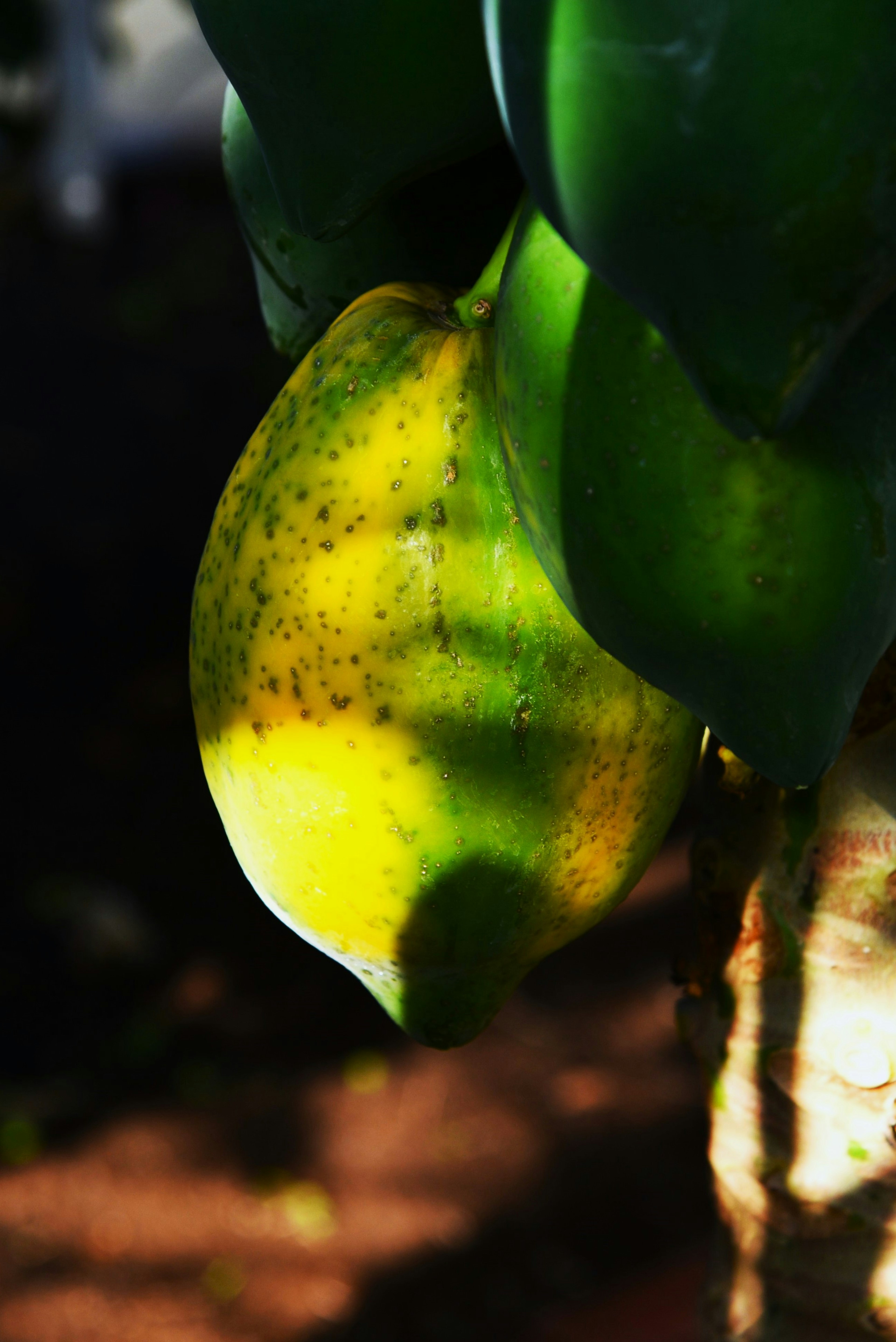 Sebuah lemon tergantung di antara daun hijau di pohon