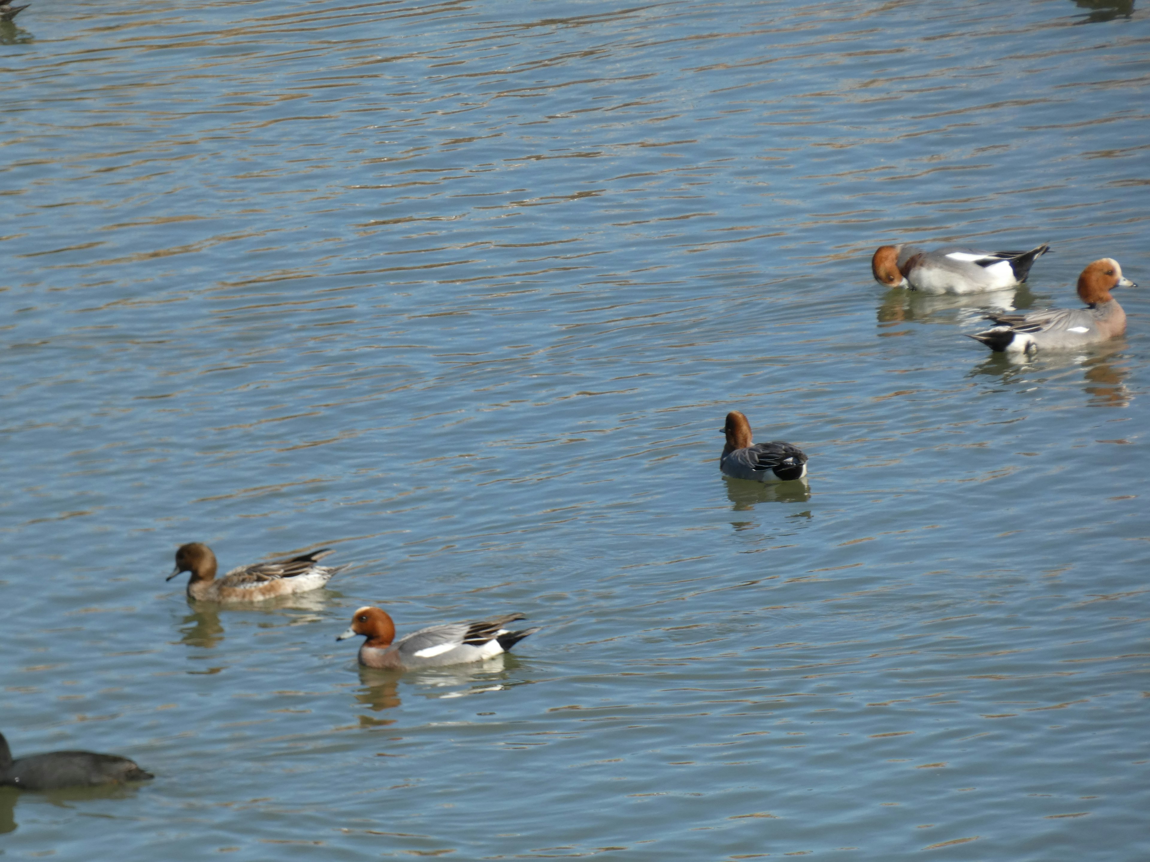 Eine Gruppe von Enten, die auf der Wasseroberfläche schwimmen