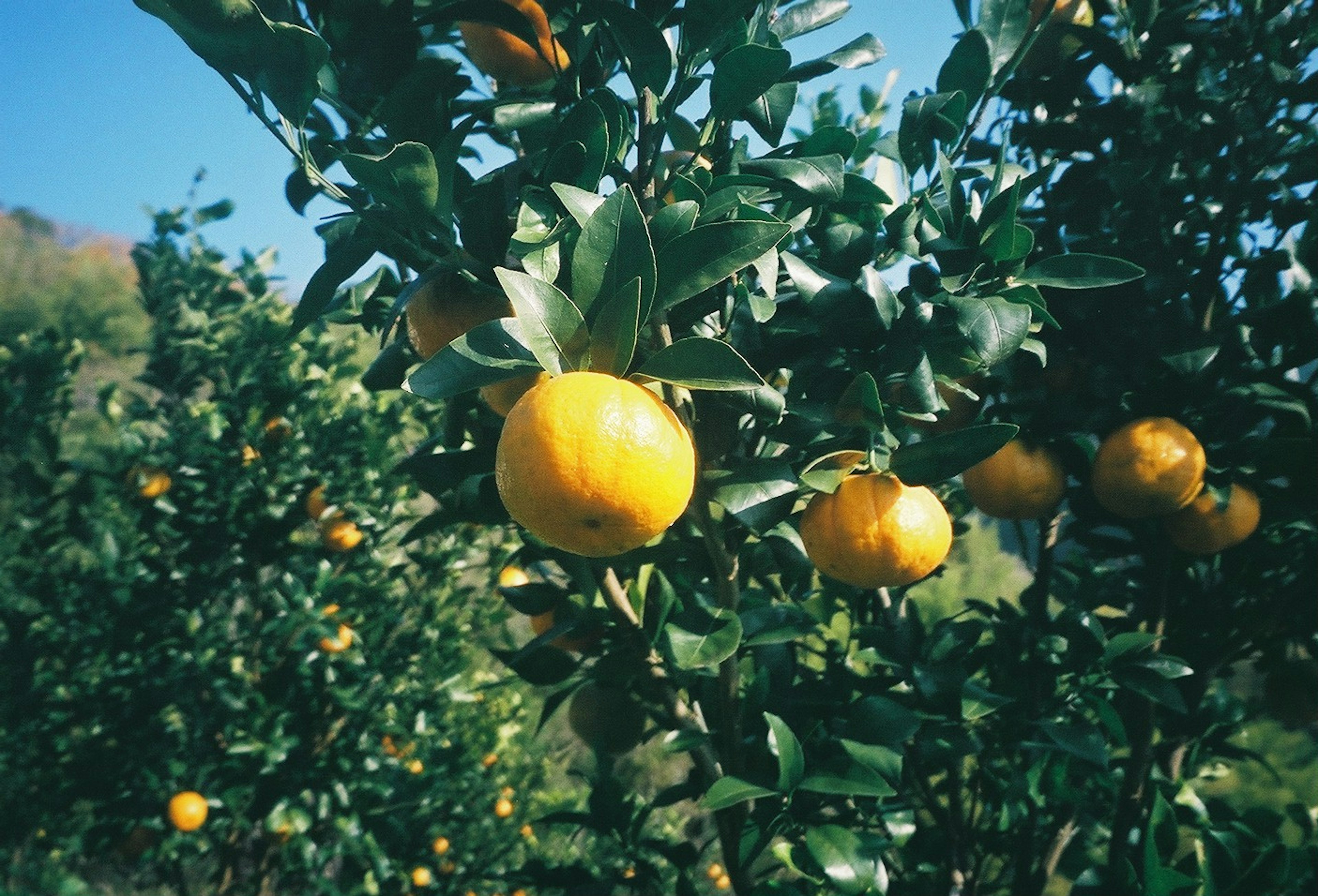 Naranjo con naranjas maduras bajo un cielo azul claro