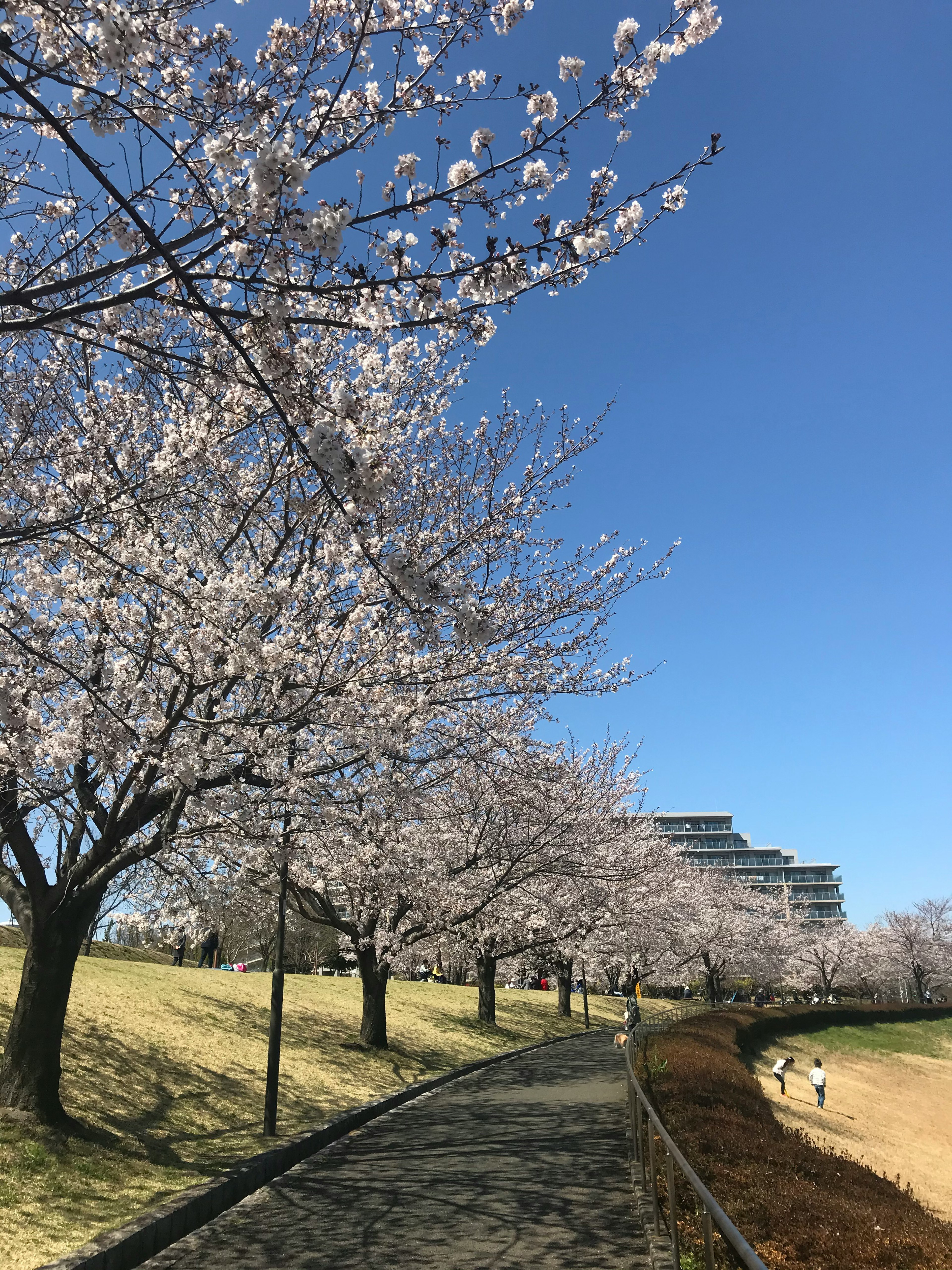 Allée bordée d'arbres en fleurs sous un ciel bleu clair