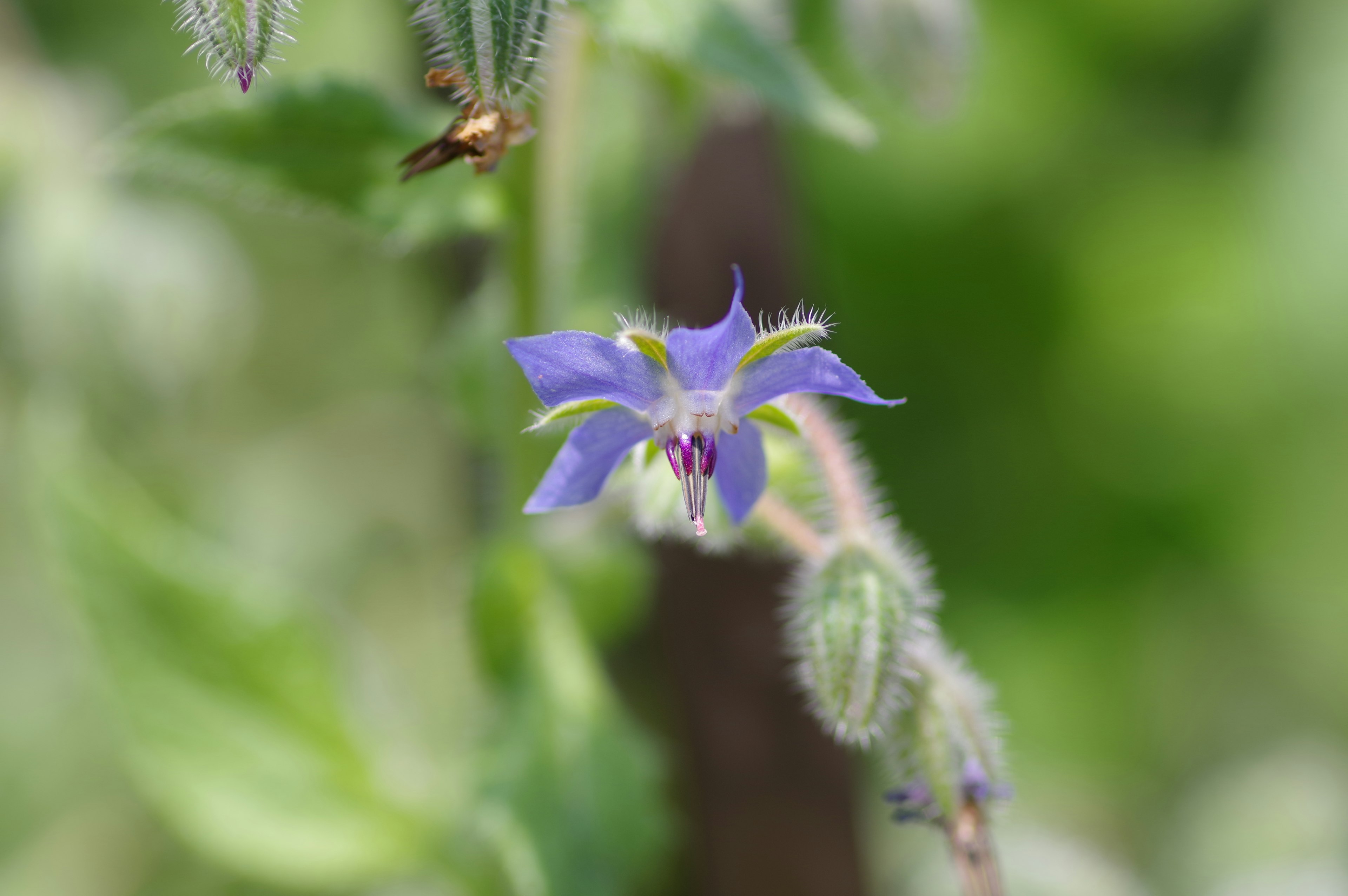 Eine lebendige blaue Borretschblume, die vor einem grünen Hintergrund blüht