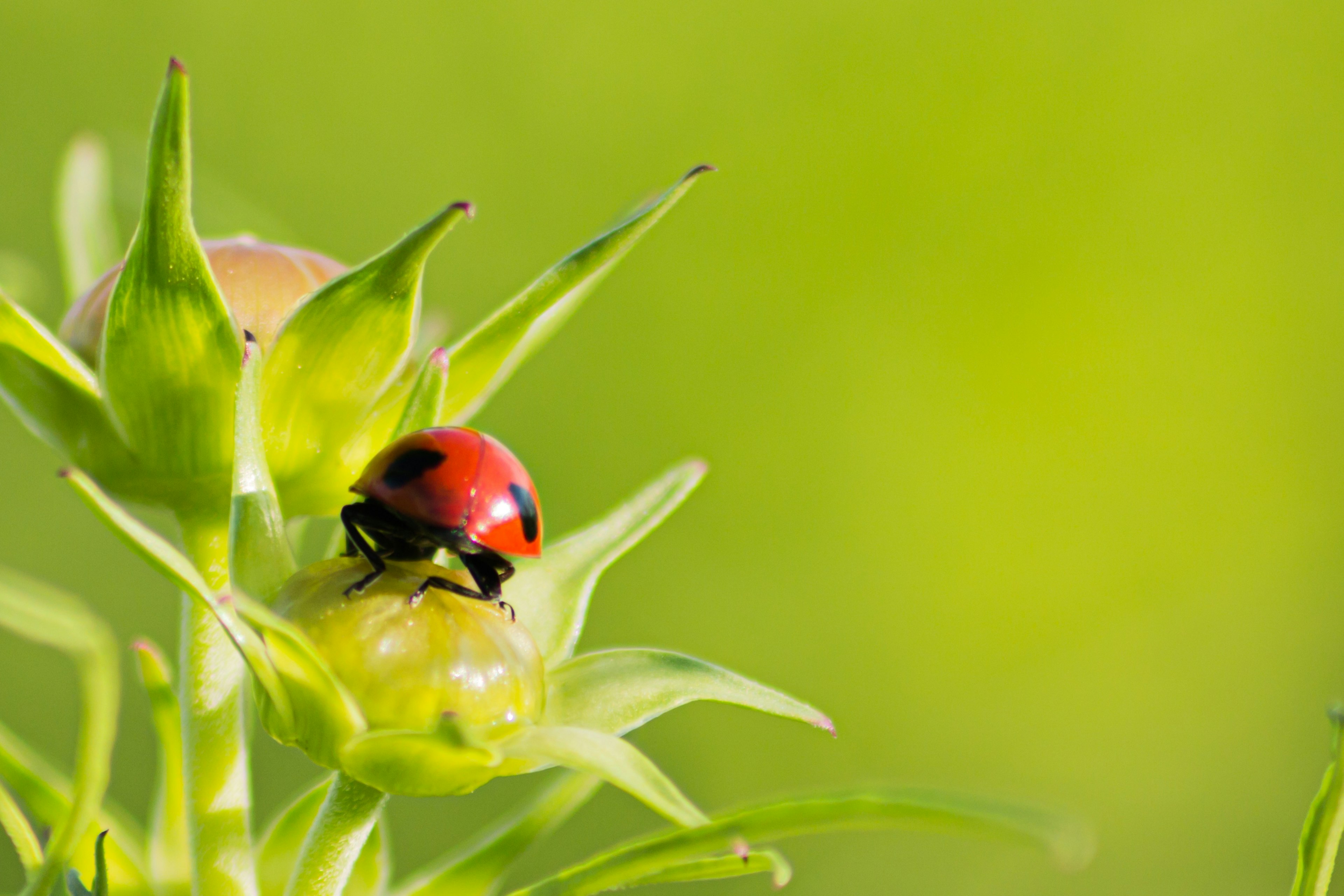 Une coccinelle rouge perchée sur un bouton de plante avec un fond vert