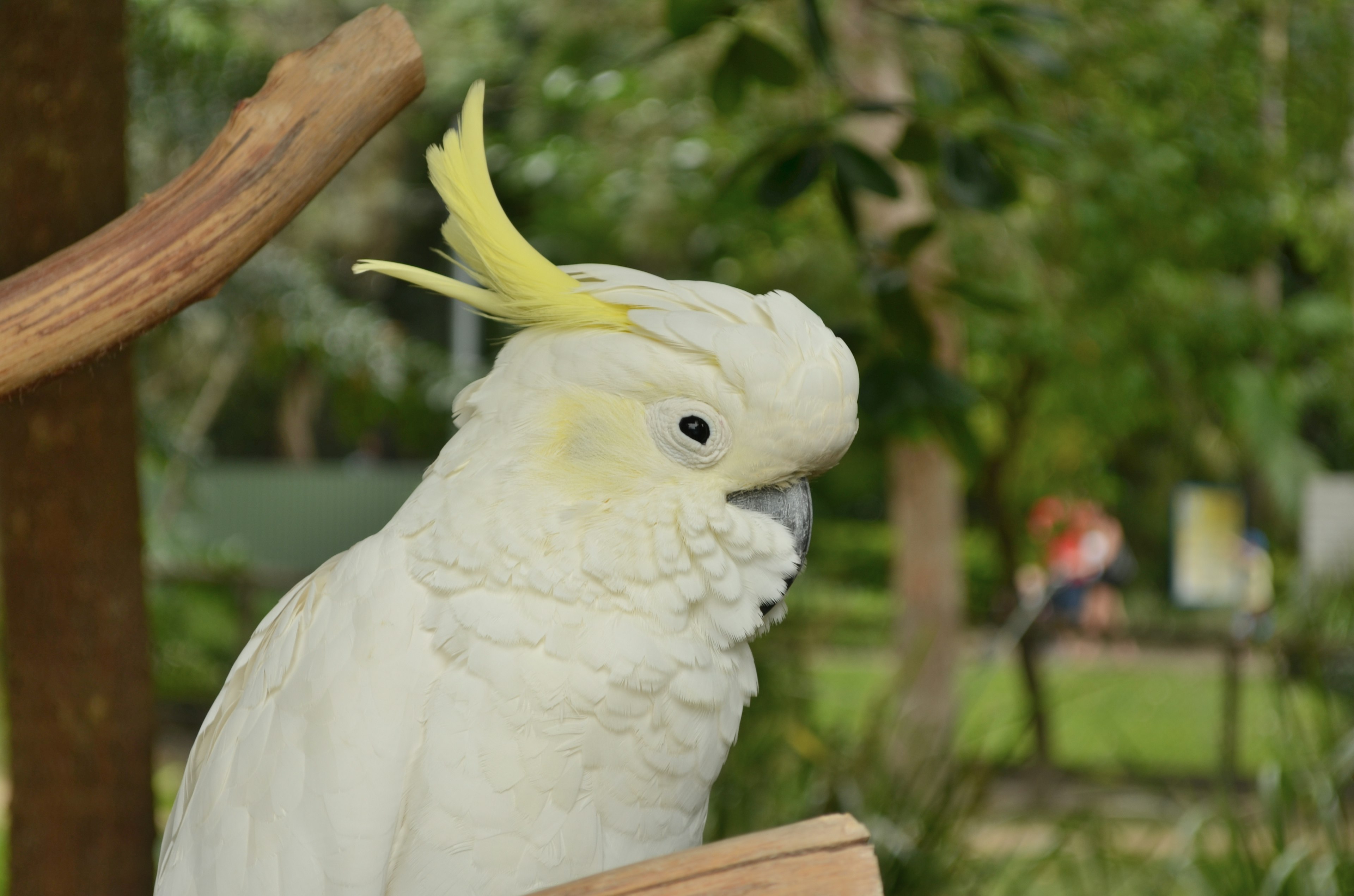 A white cockatoo perched on a branch with a yellow crest against a green background