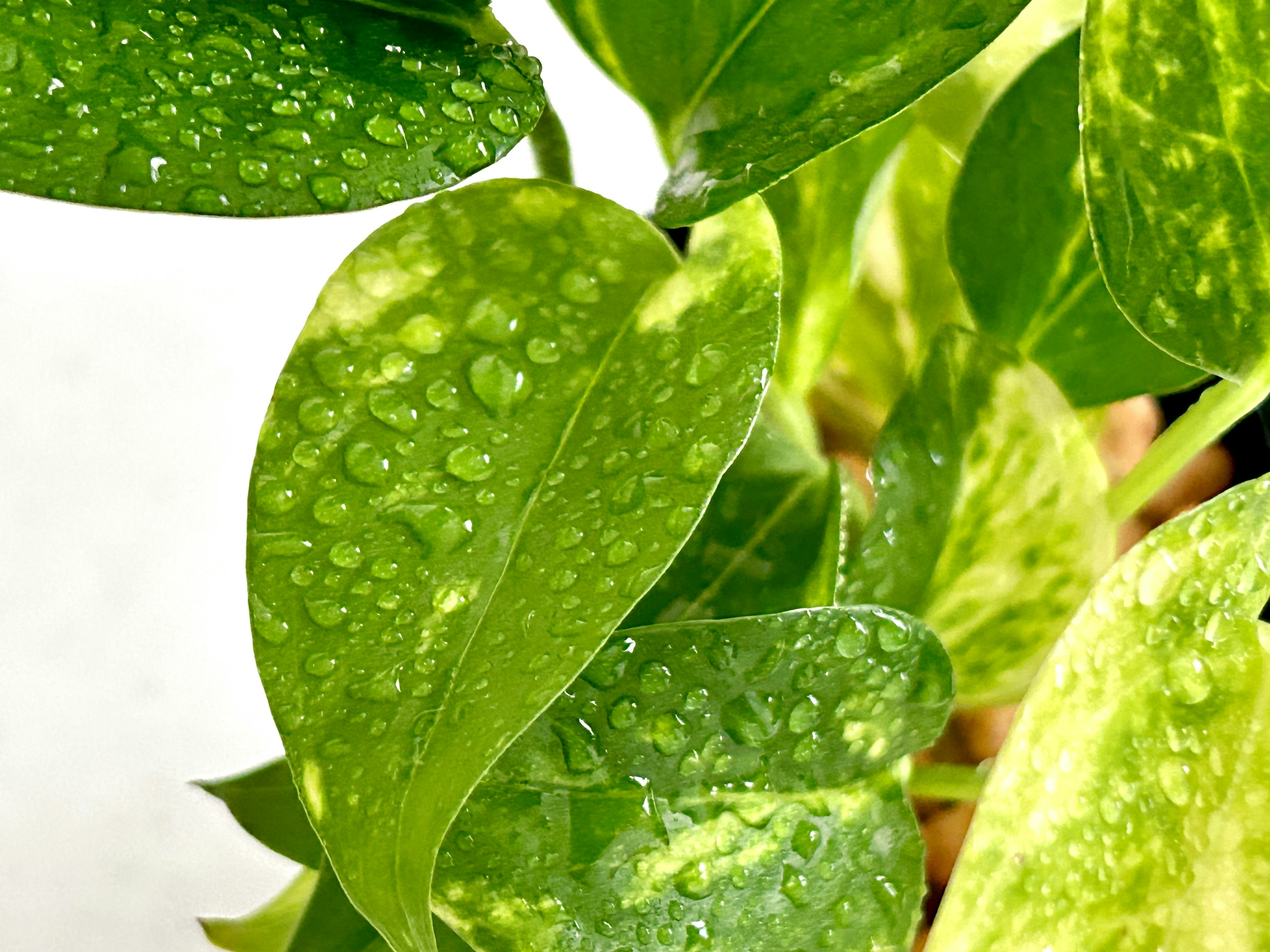 Close-up of green leaves with water droplets