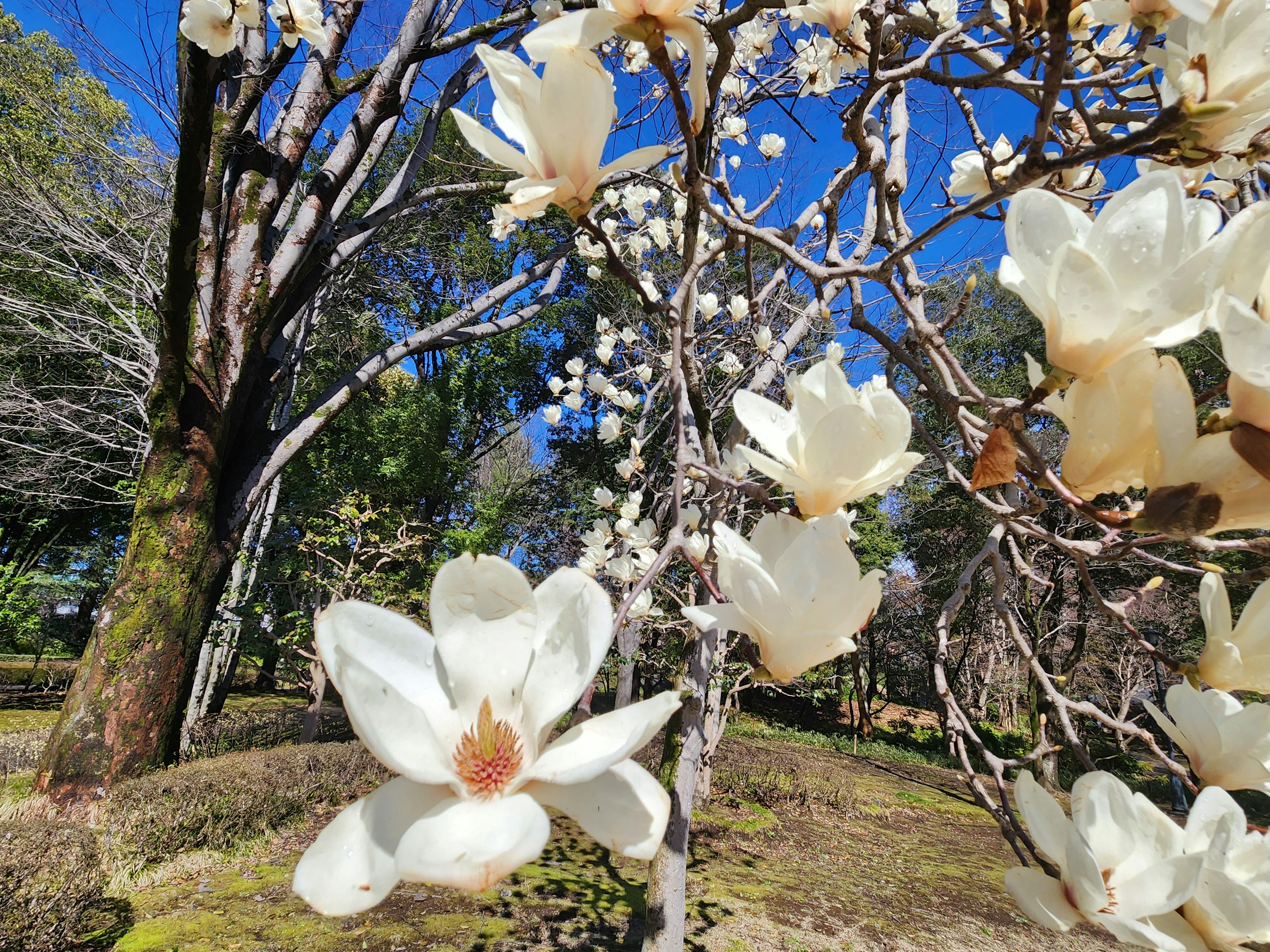 Ramas de un árbol con flores blancas contra un cielo azul