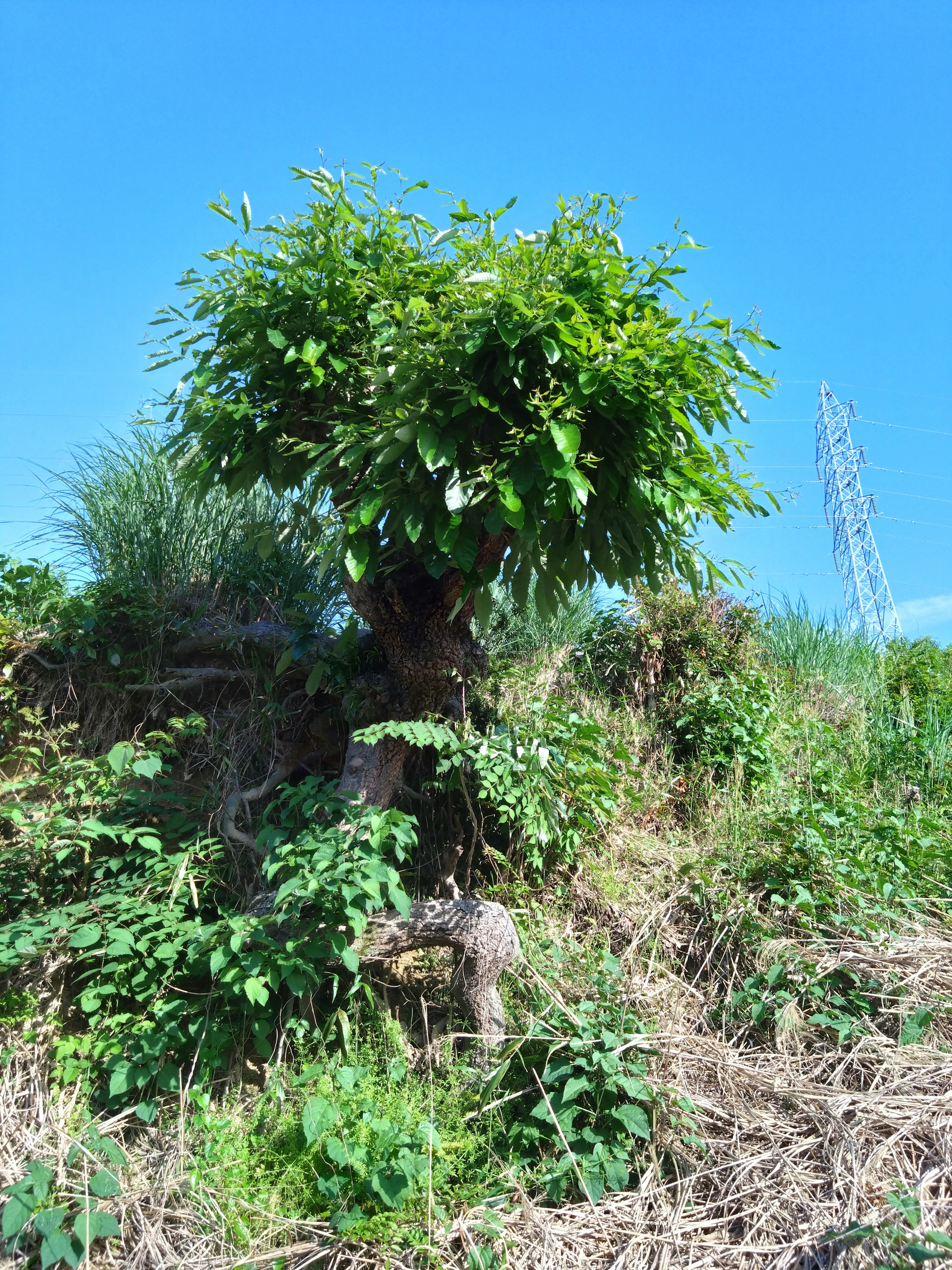 草地の上にある緑豊かな木と周囲の植物