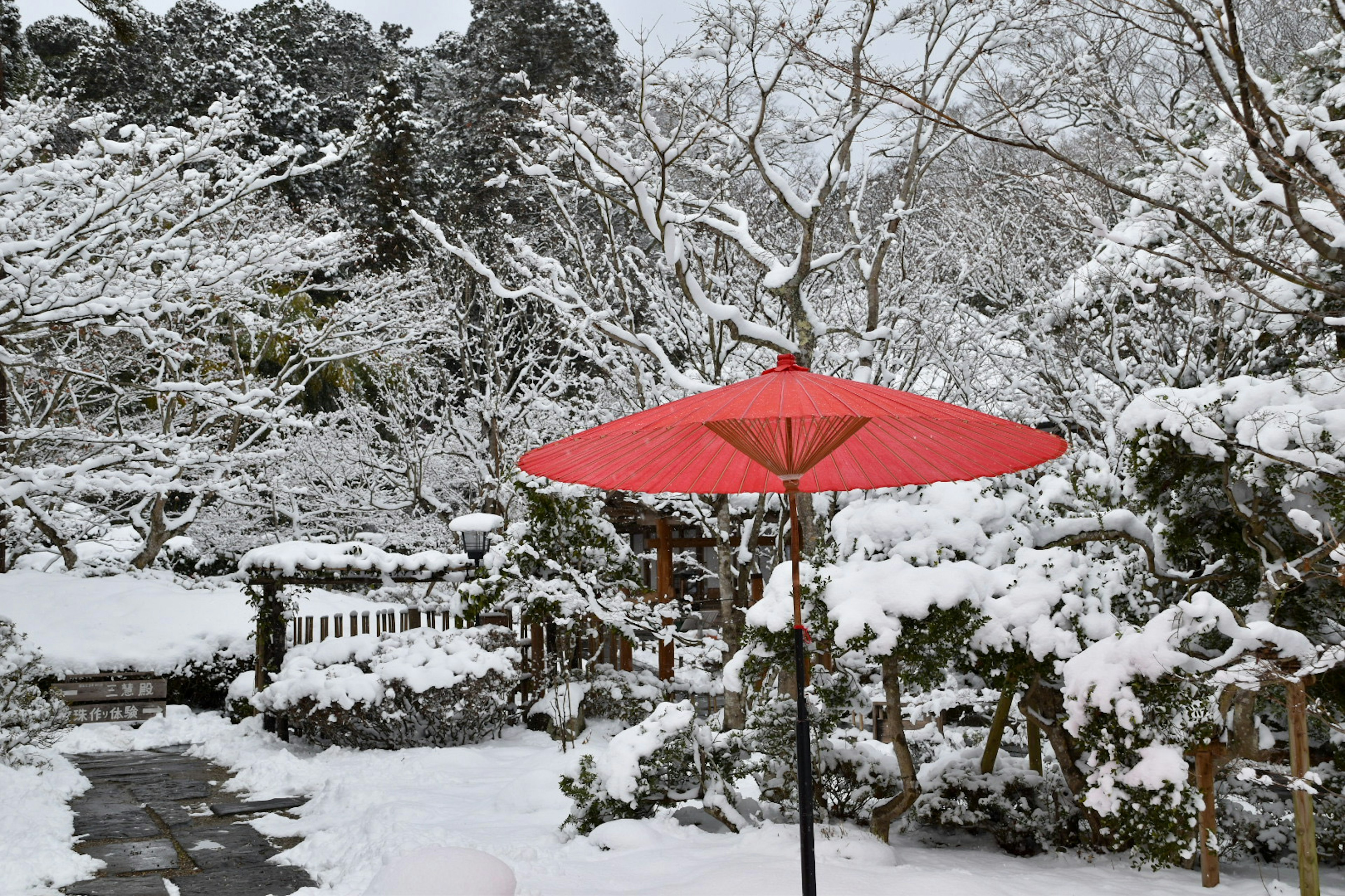 雪に覆われた庭に立つ赤い傘と木々の風景