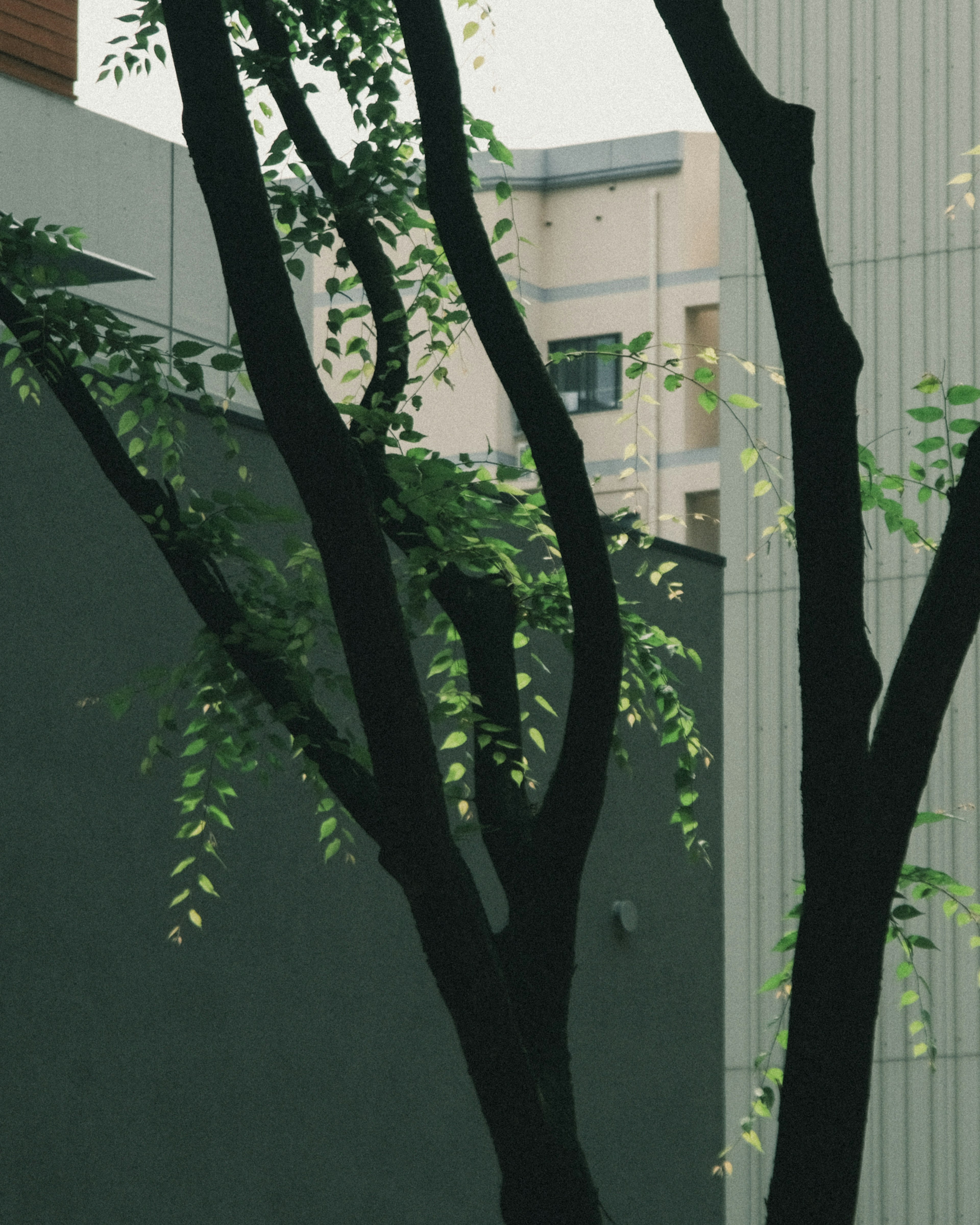 Árbol con hojas verdes frente a un fondo de edificio moderno