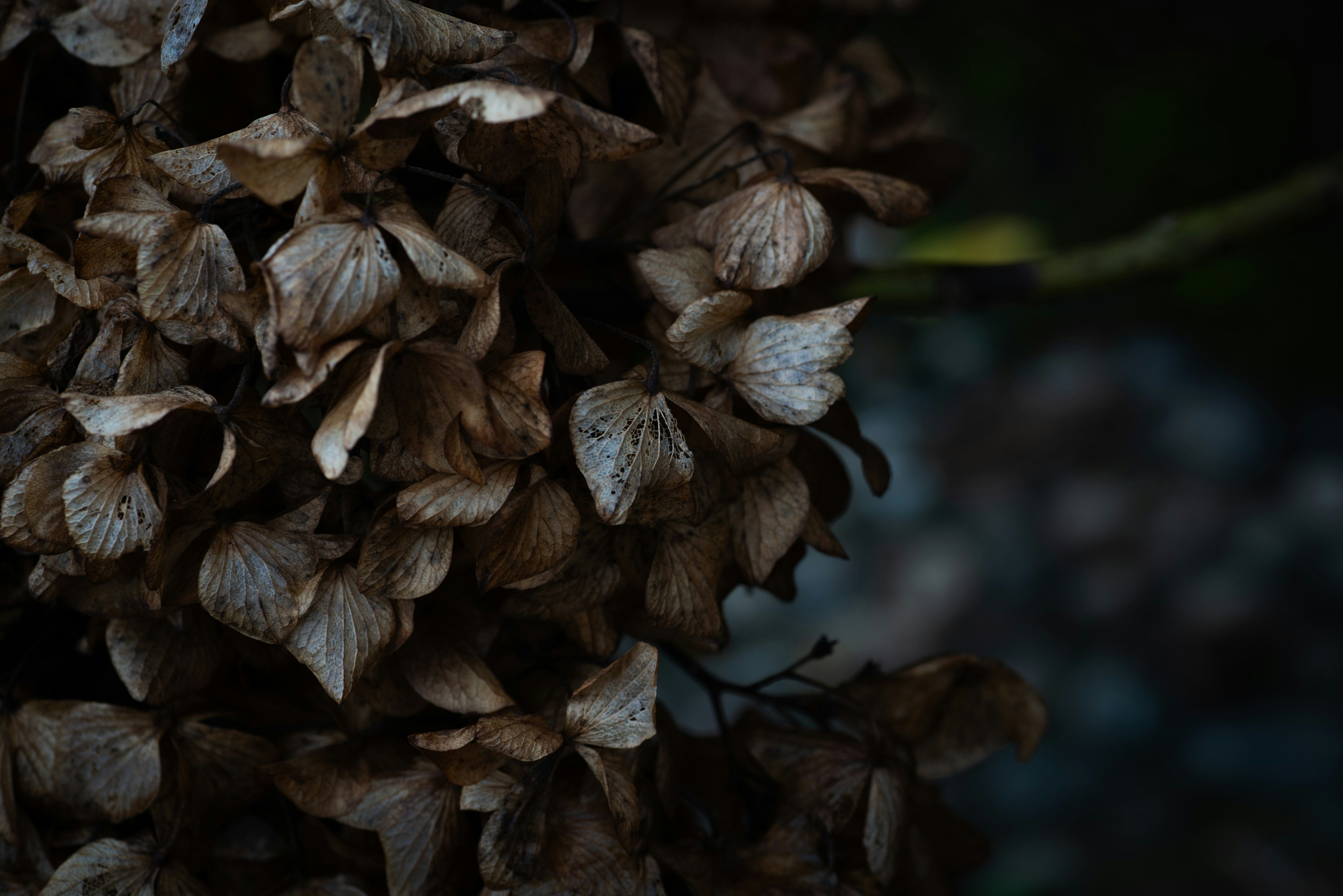 Cluster of dried flowers against a dark background