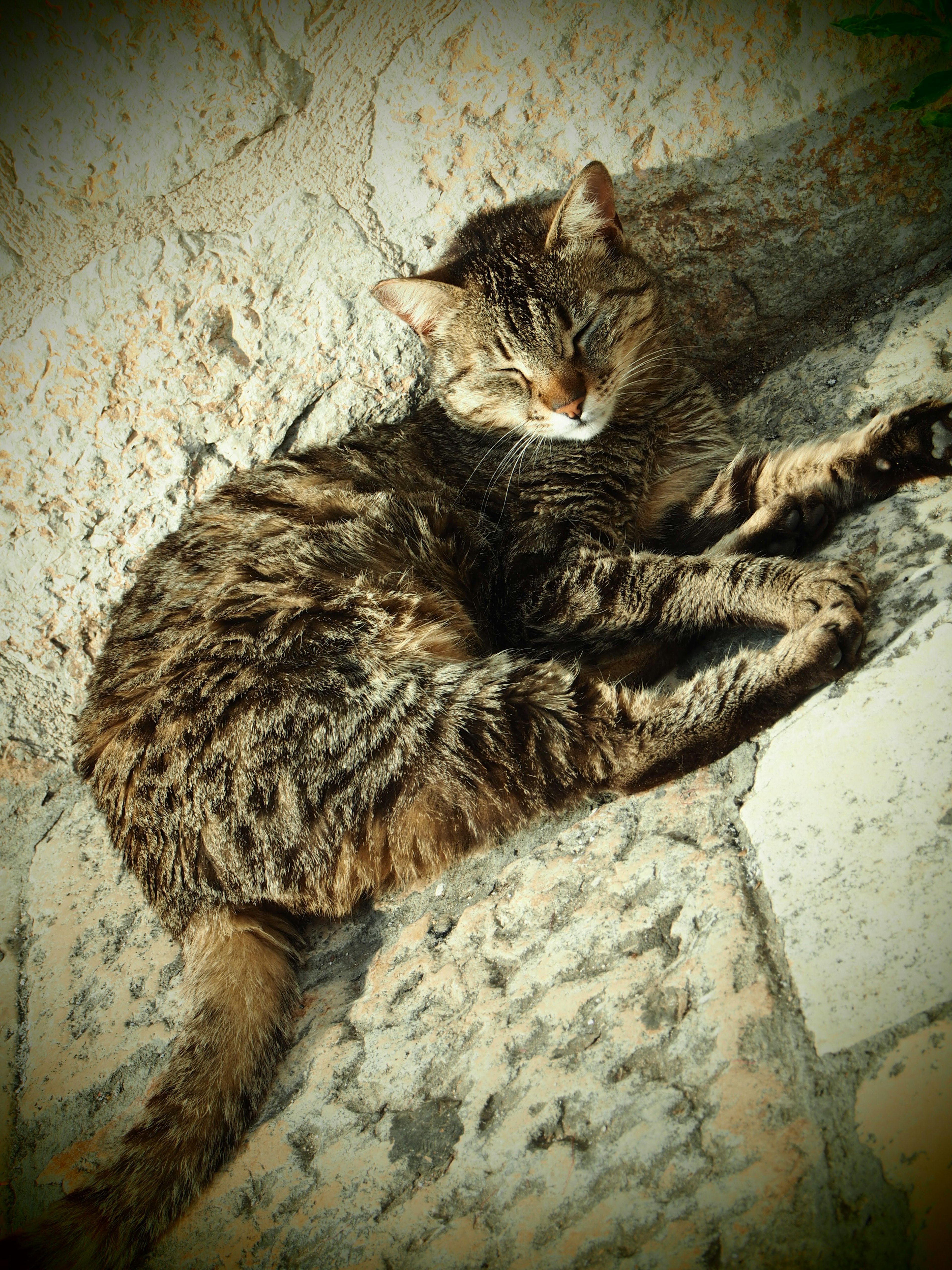 Un gato descansando sobre una superficie de piedra