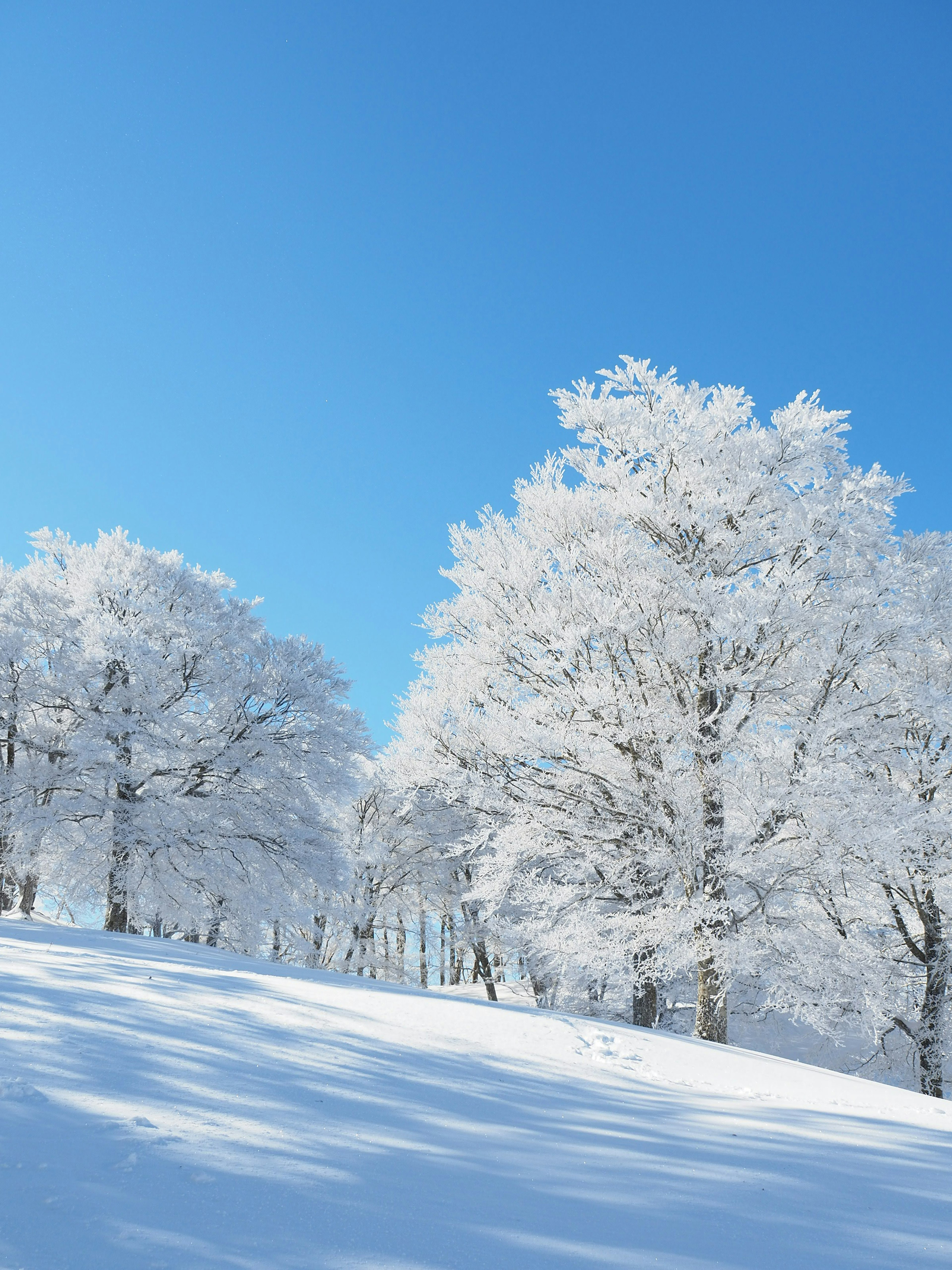 Snow-covered trees against a clear blue sky