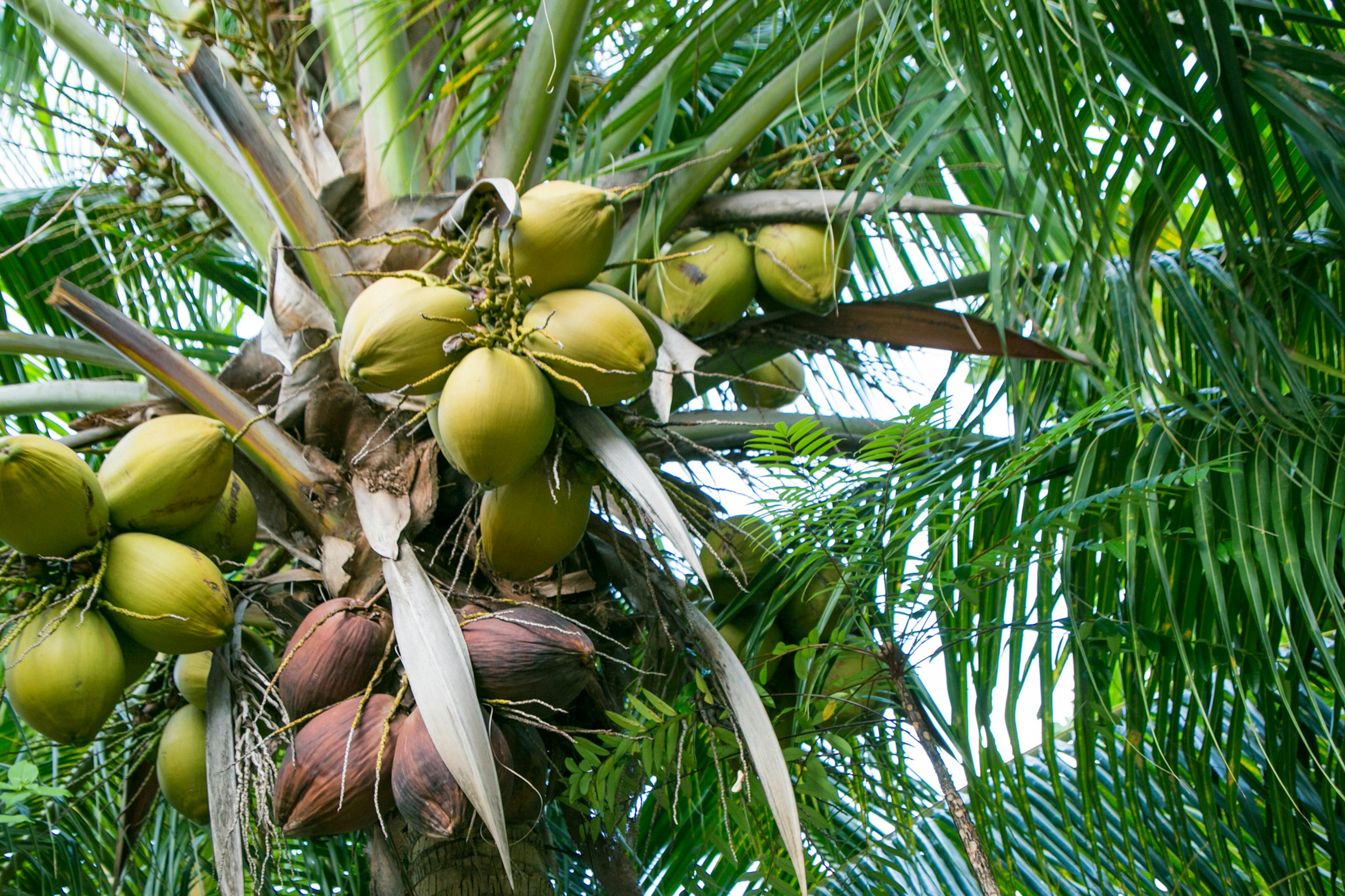 Palmera con racimos de cocos verdes y hojas de palma