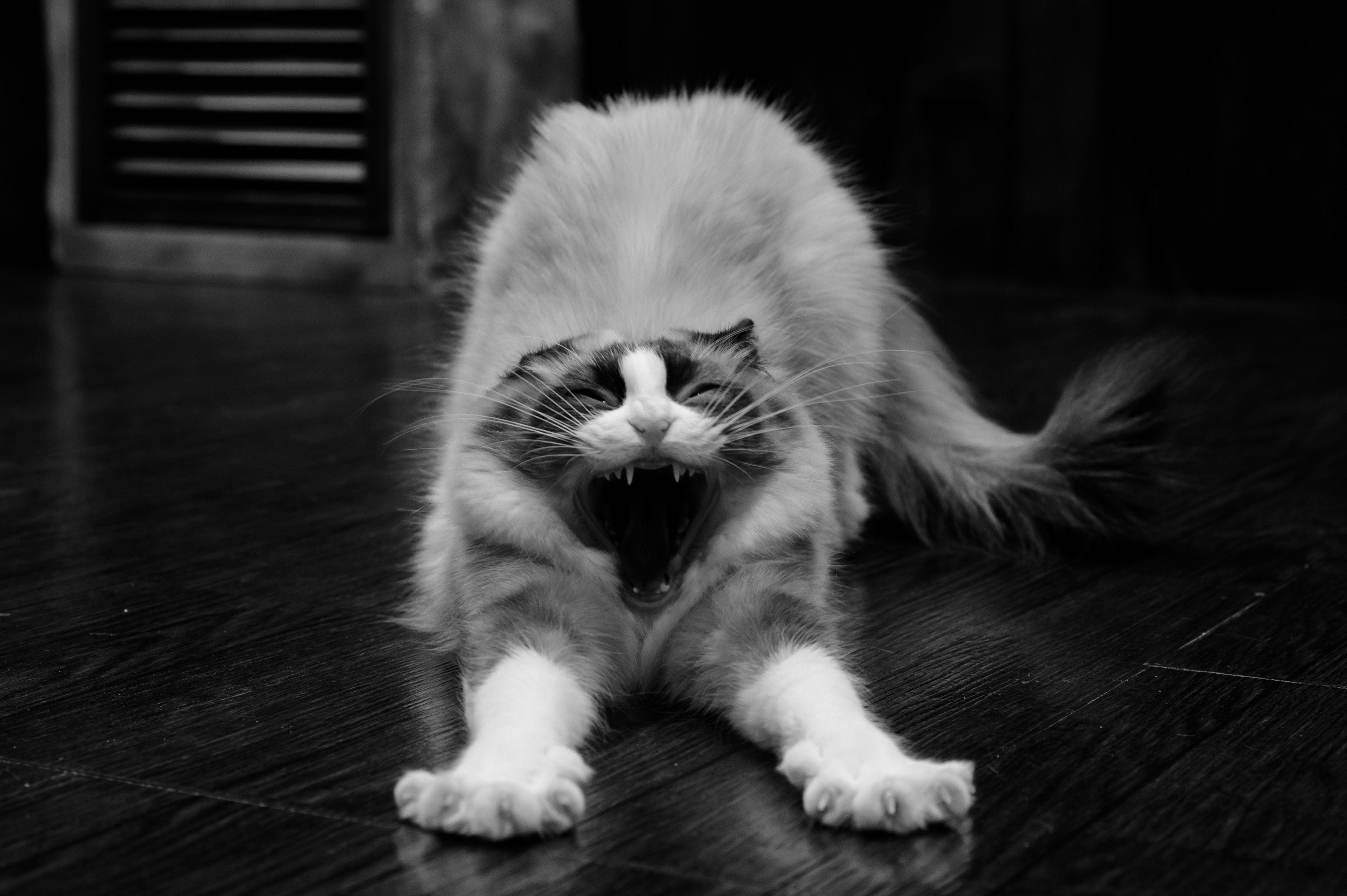 A cat stretching with its mouth open in a black and white setting