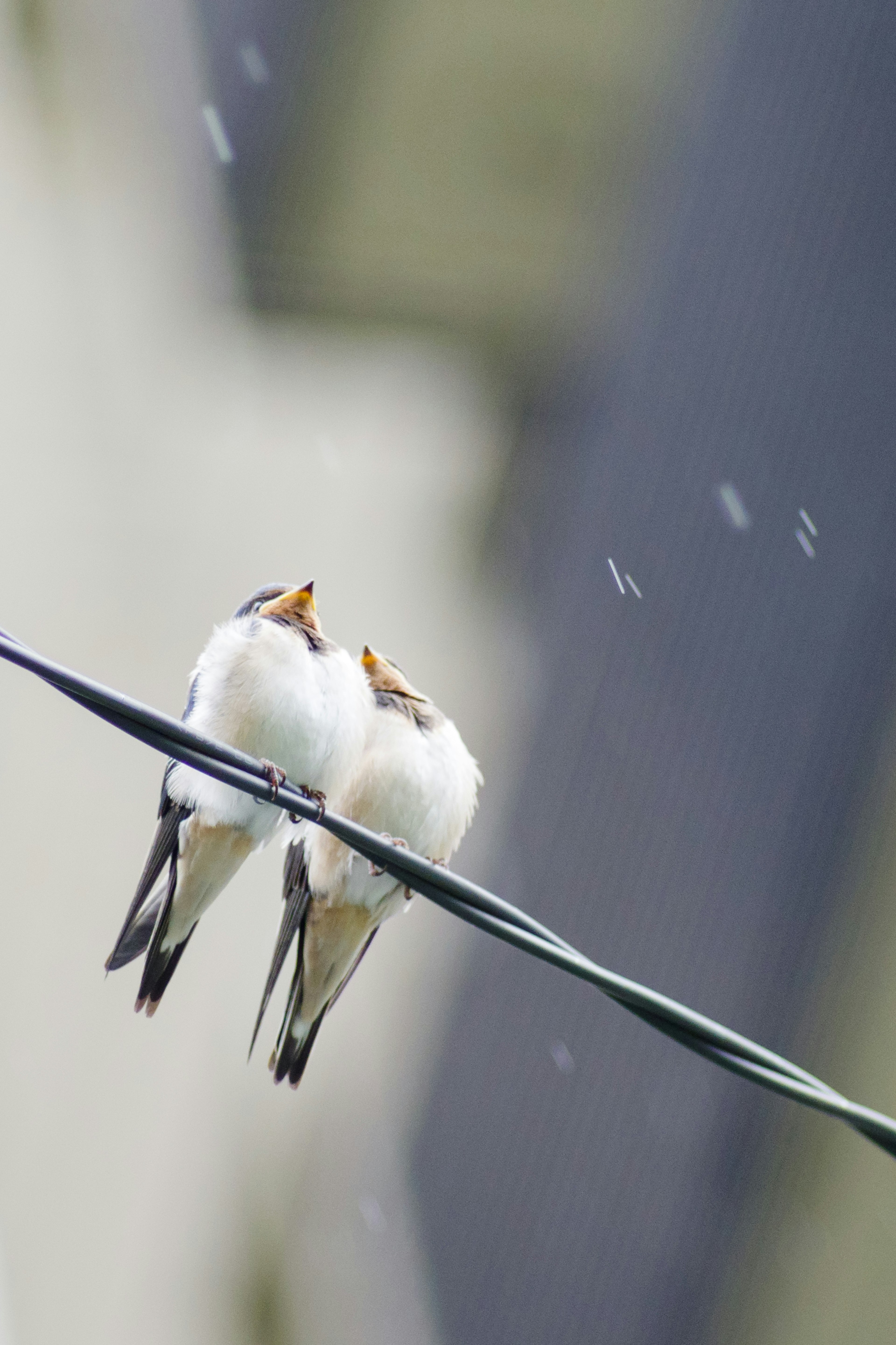 Dos pequeños pájaros posados en un alambre en una escena encantadora