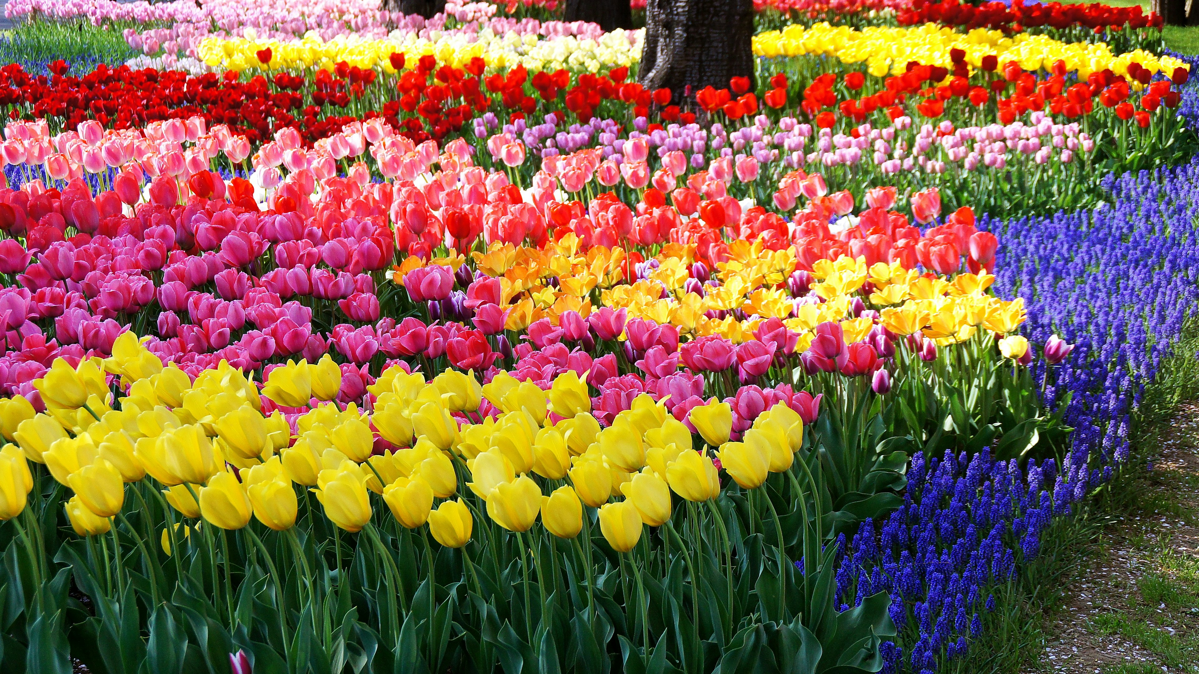 Champ de tulipes colorées avec diverses fleurs