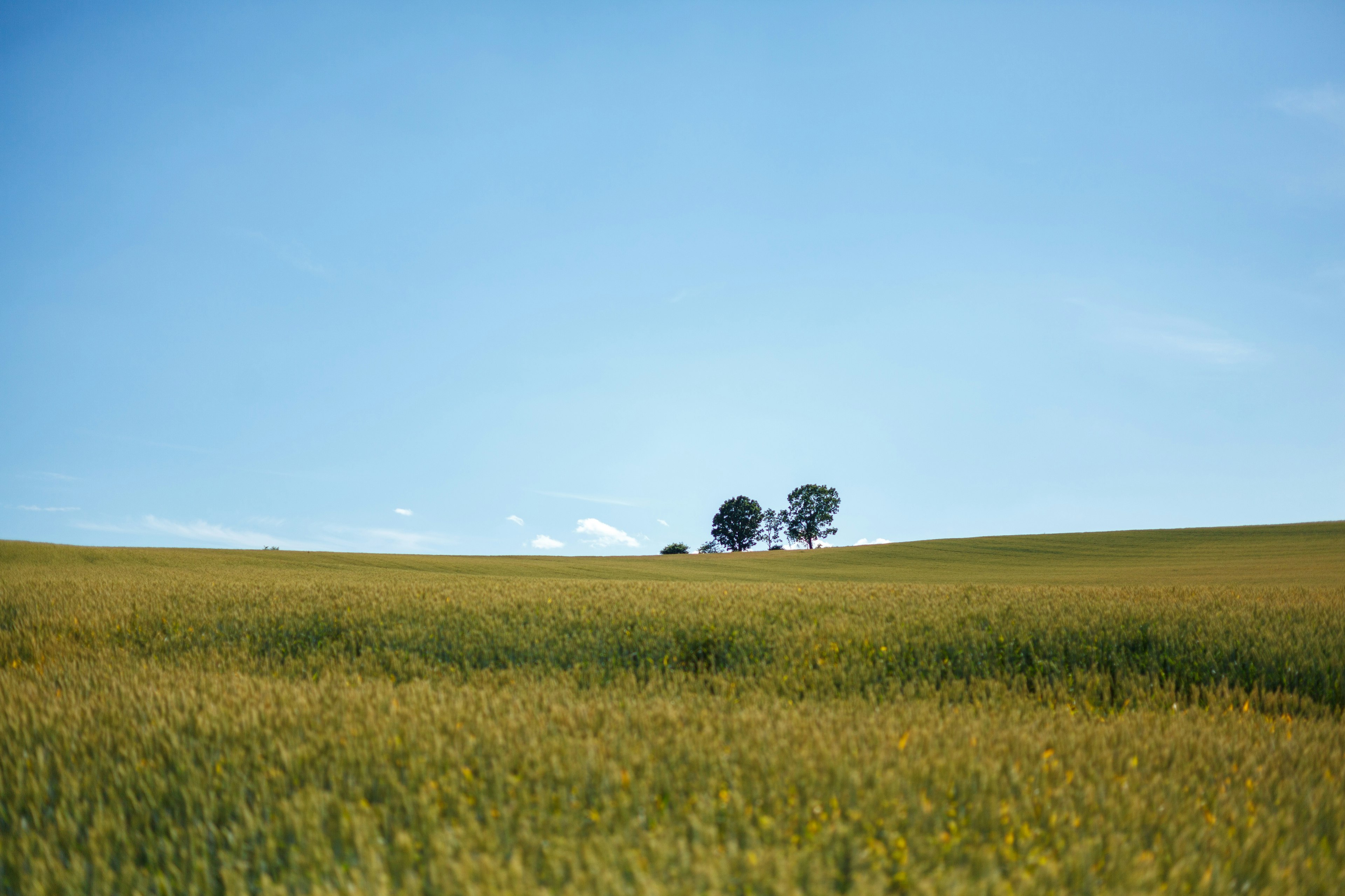 Champ de blé doré sous un ciel bleu avec des arbres au loin