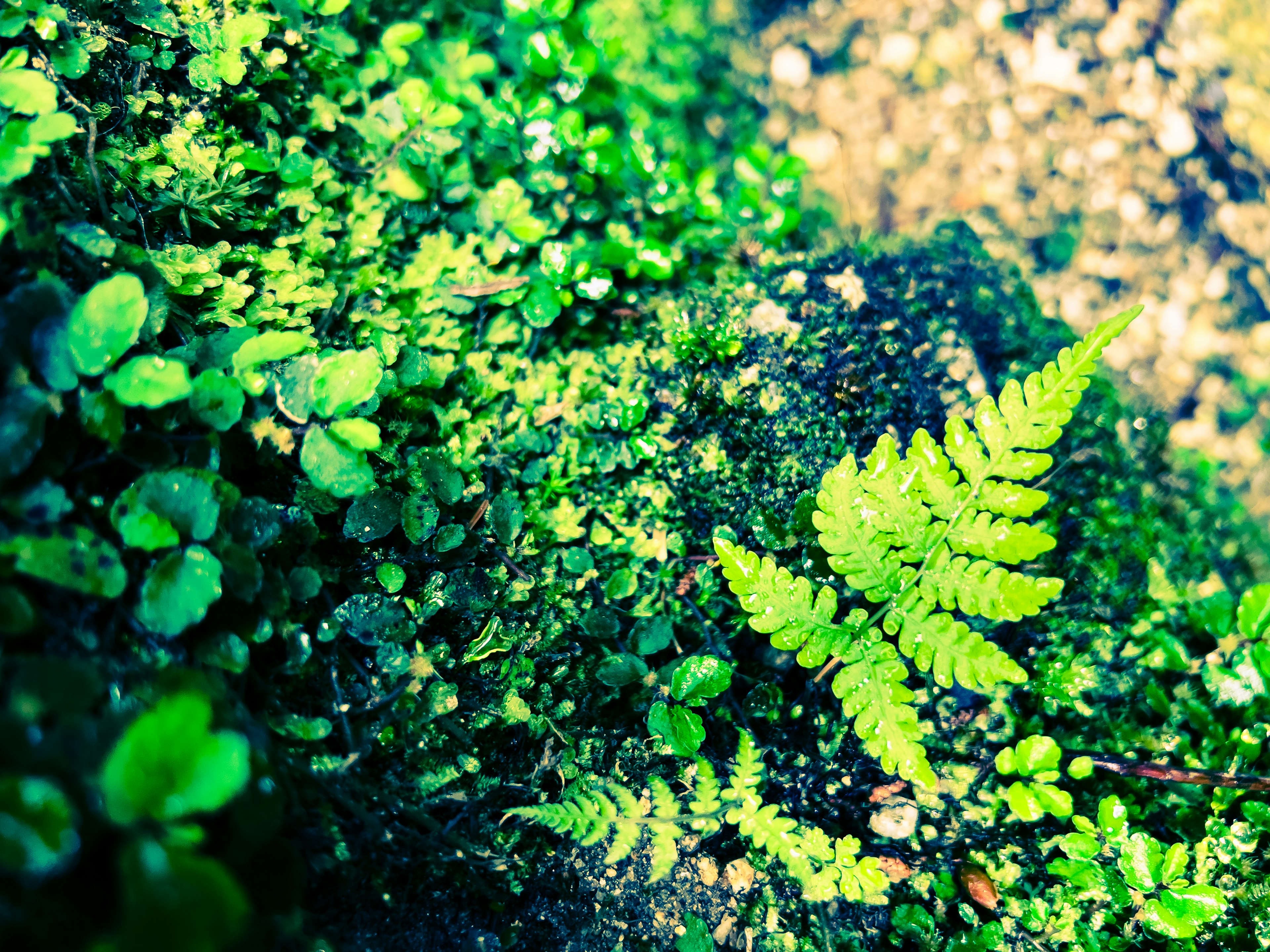 Hojas verdes exuberantes y musgo creando una escena natural vibrante