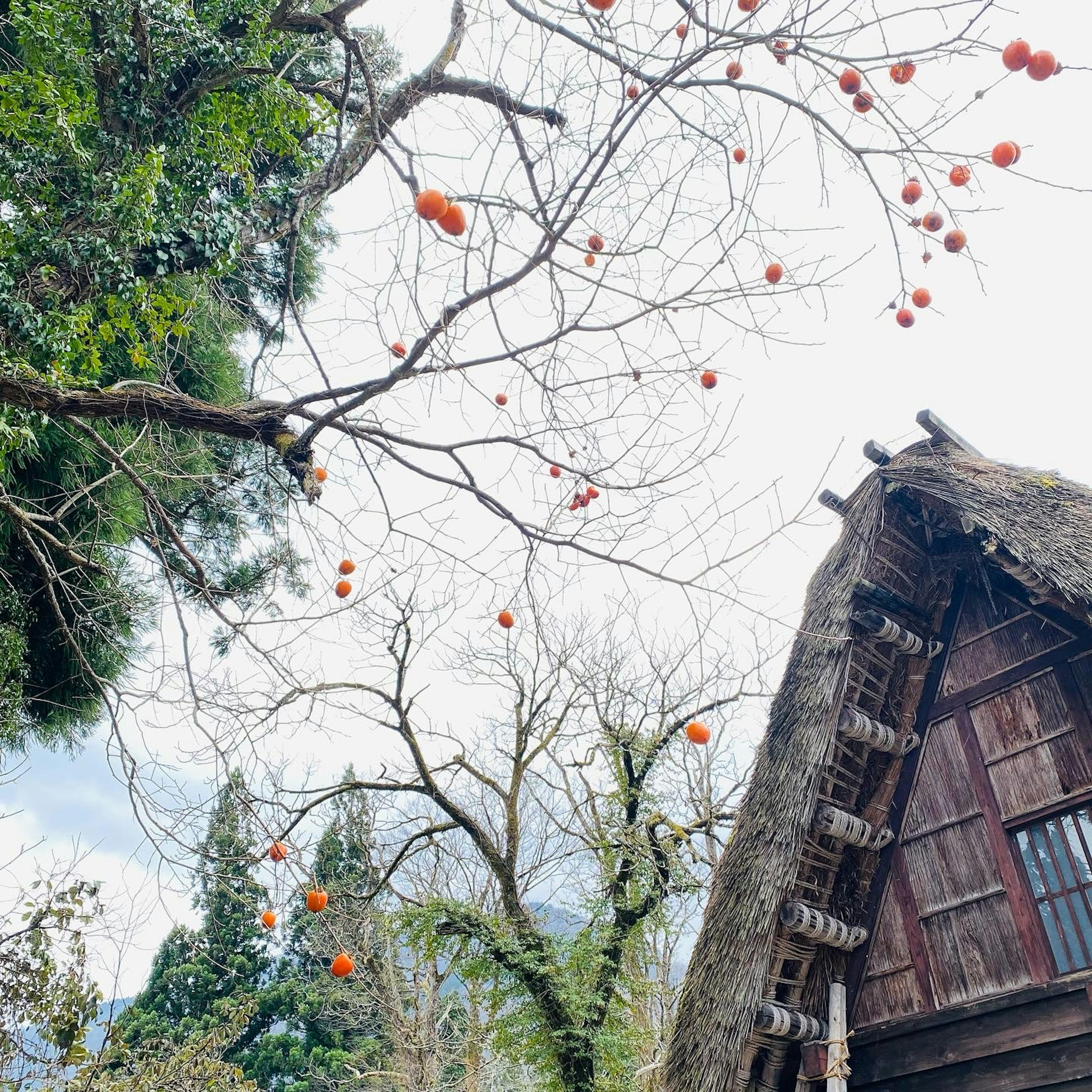 Rumah tradisional Jepang dengan buah oranye tergantung di pohon