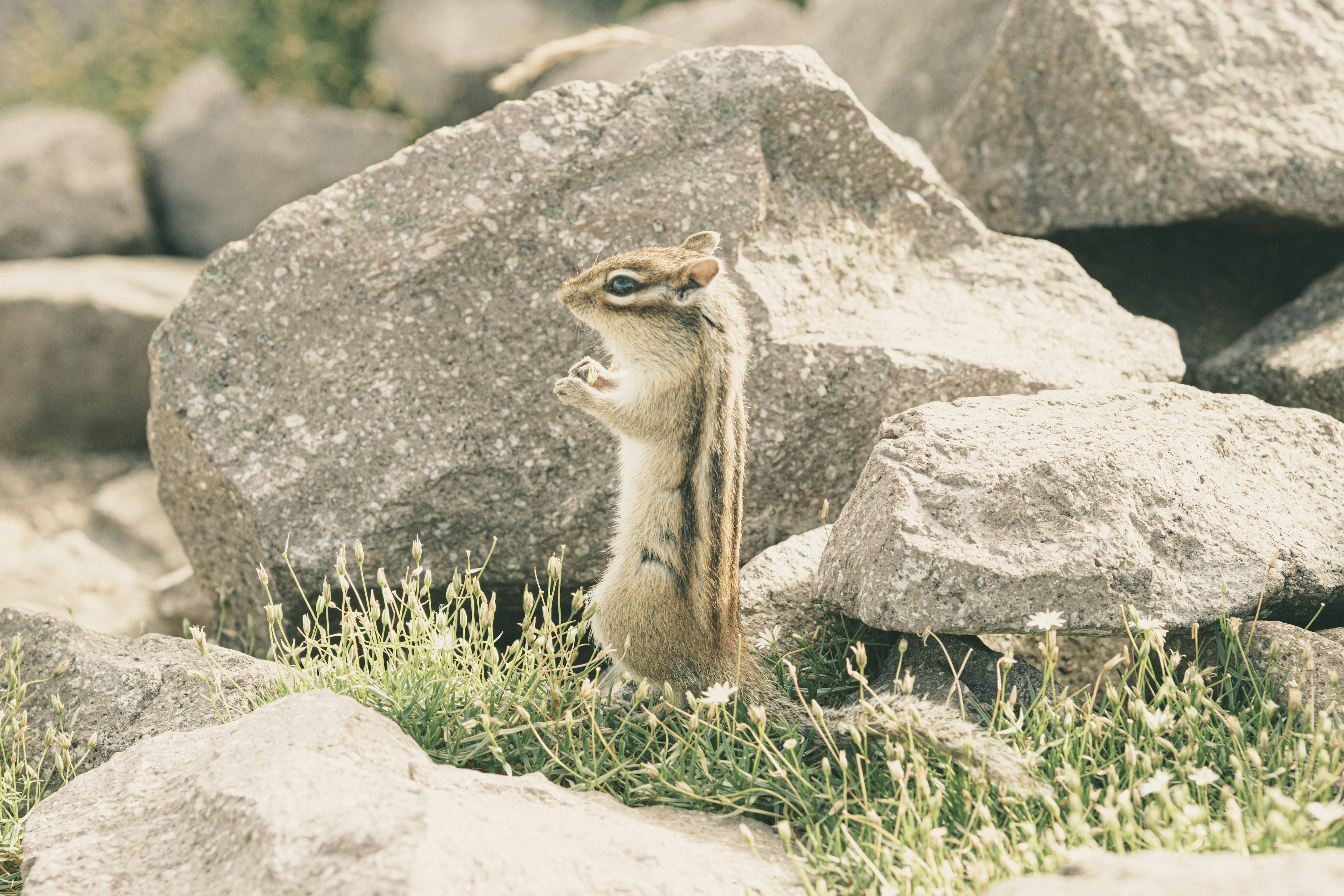 Ein Streifenhörnchen steht zwischen Steinen und Gras