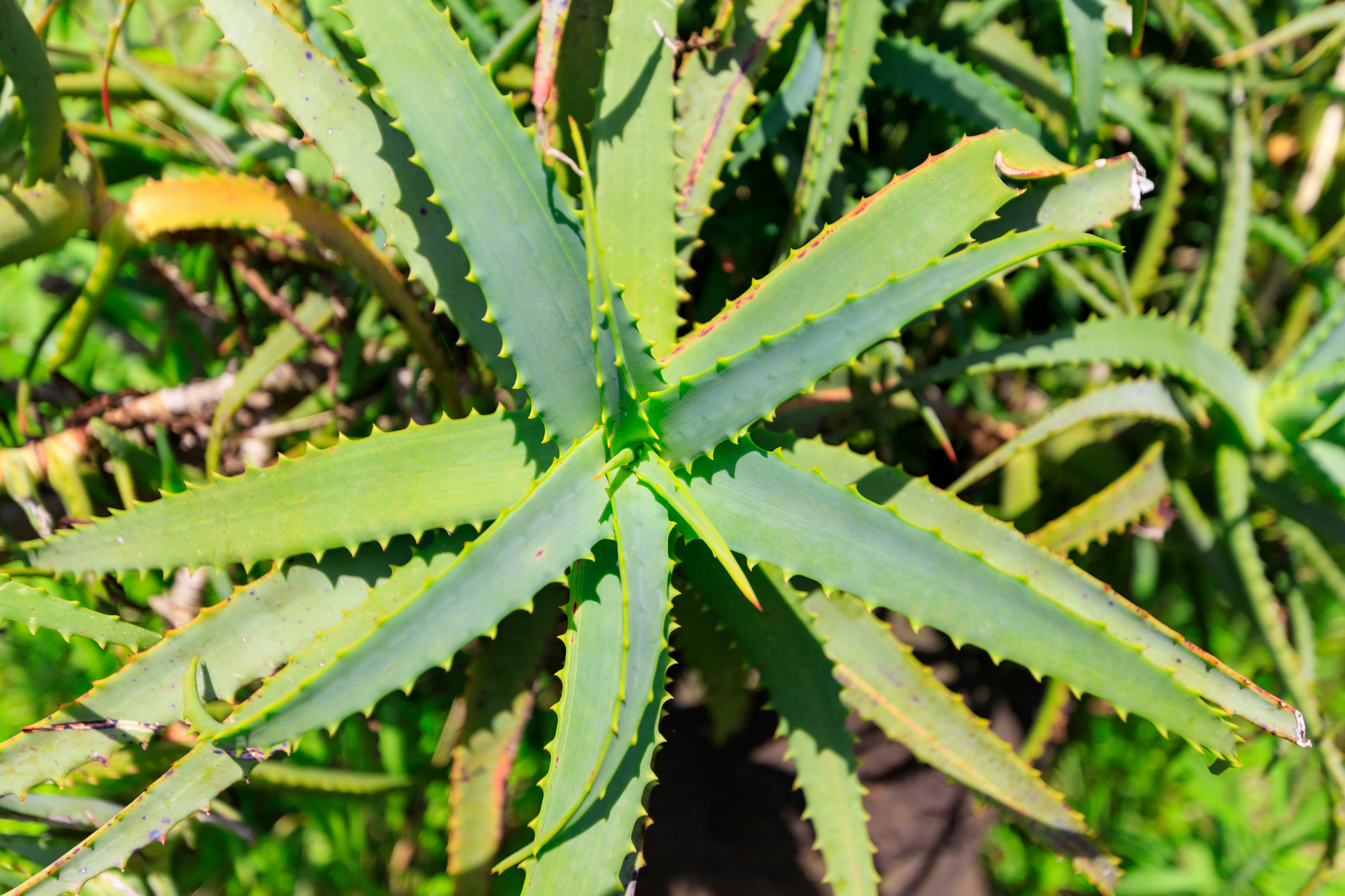 Vue de dessus d'une plante d'Aloe Vera avec des feuilles vertes