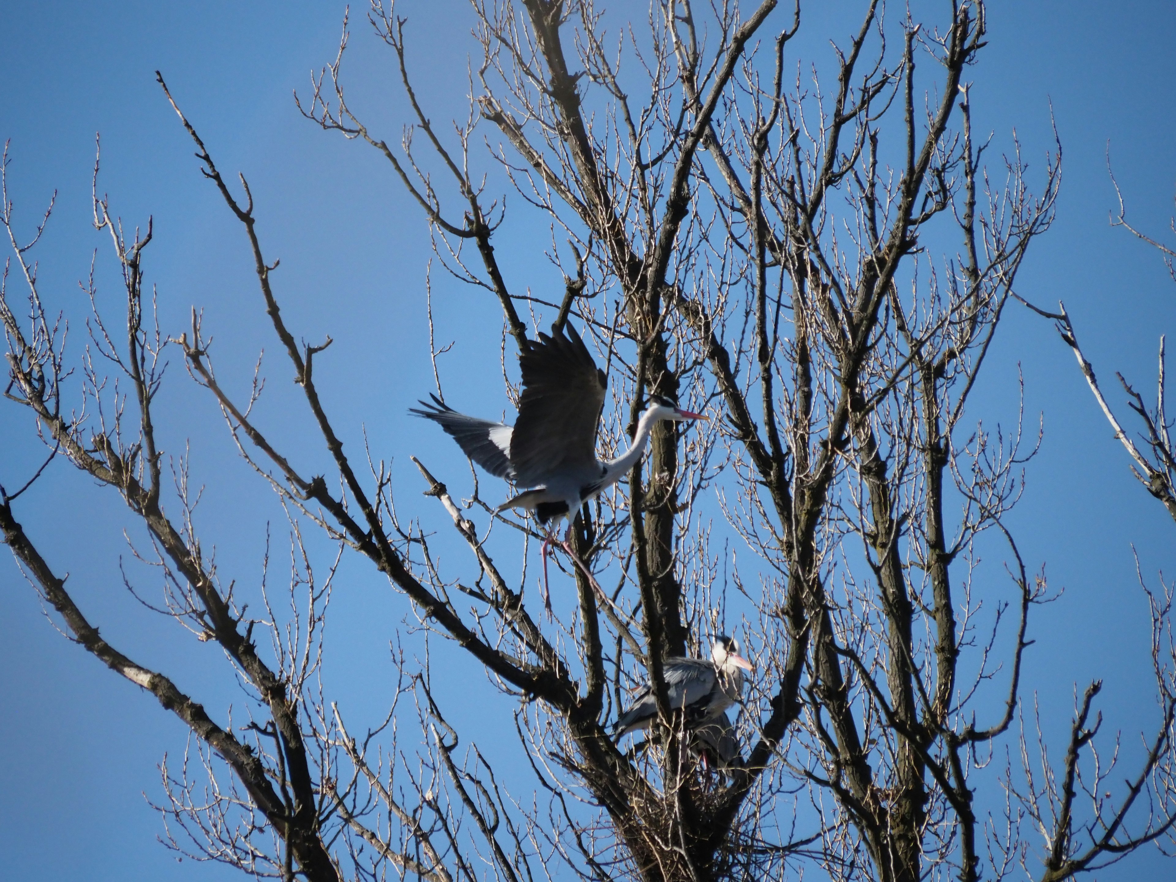 Kranich fliegt von einem kahlen Baum vor blauem Himmel