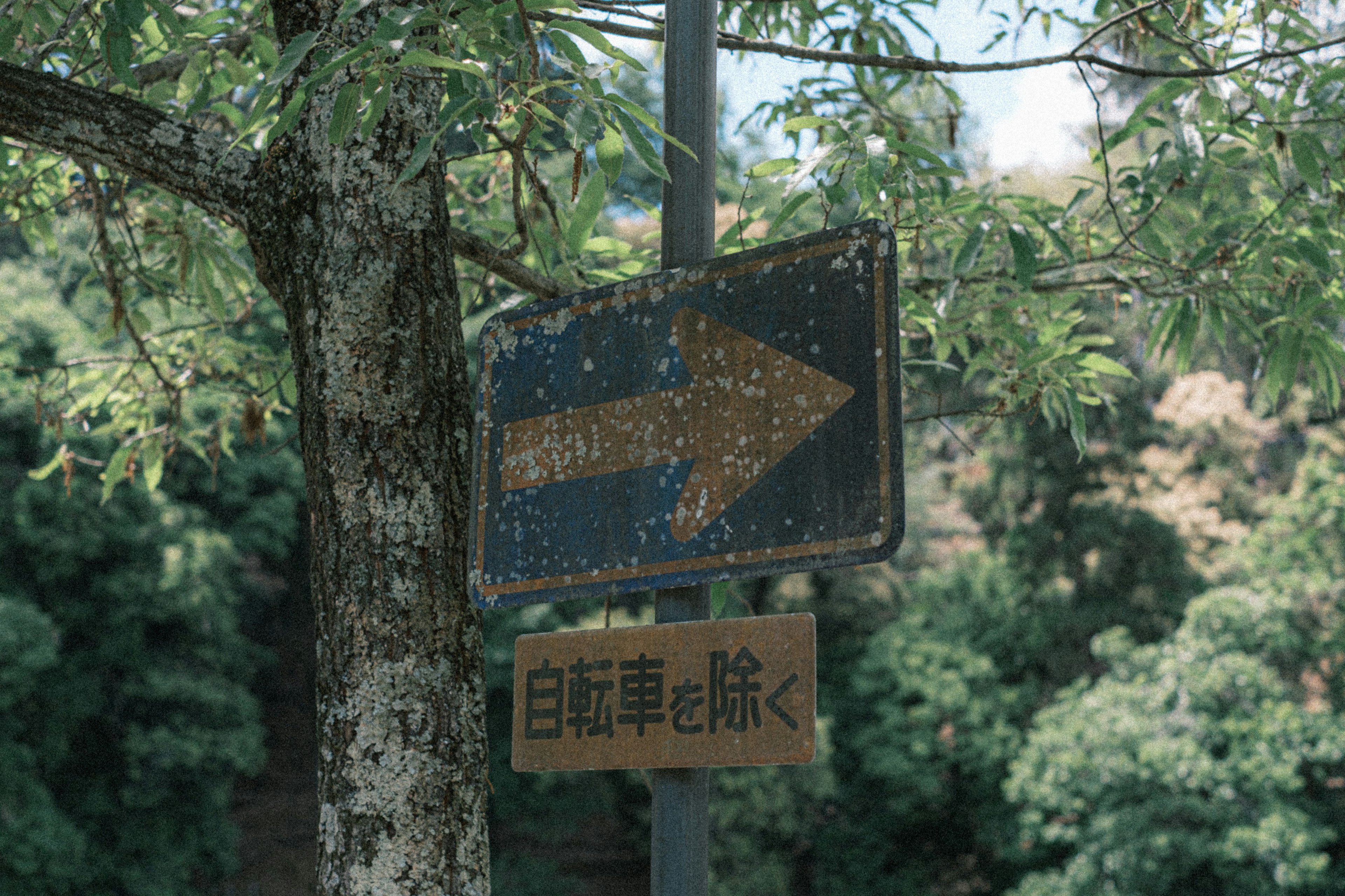 木の近くにある矢印の標識自転車の方向を示す