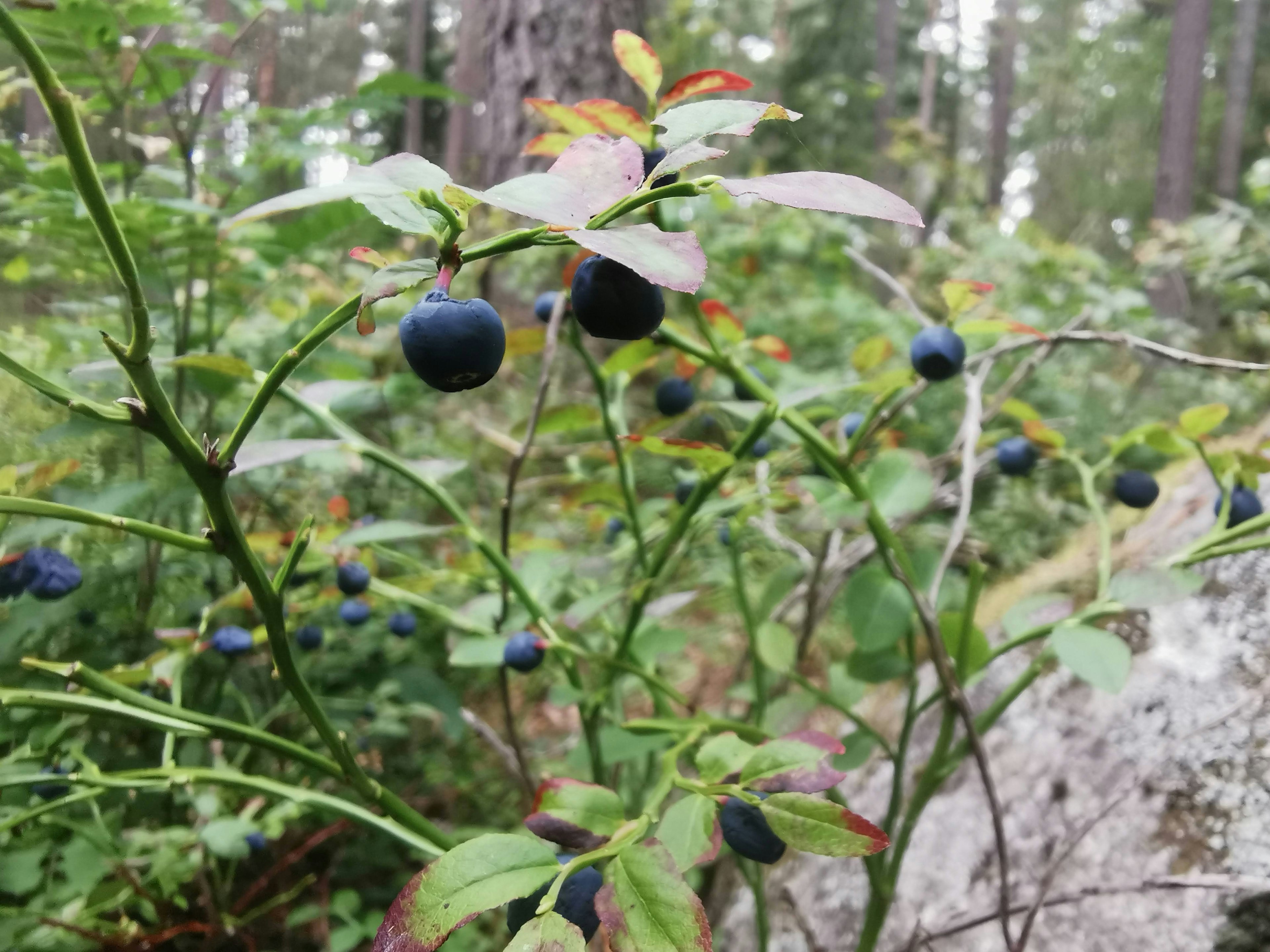 Ramo con bacche blu e foglie verdi in una foresta