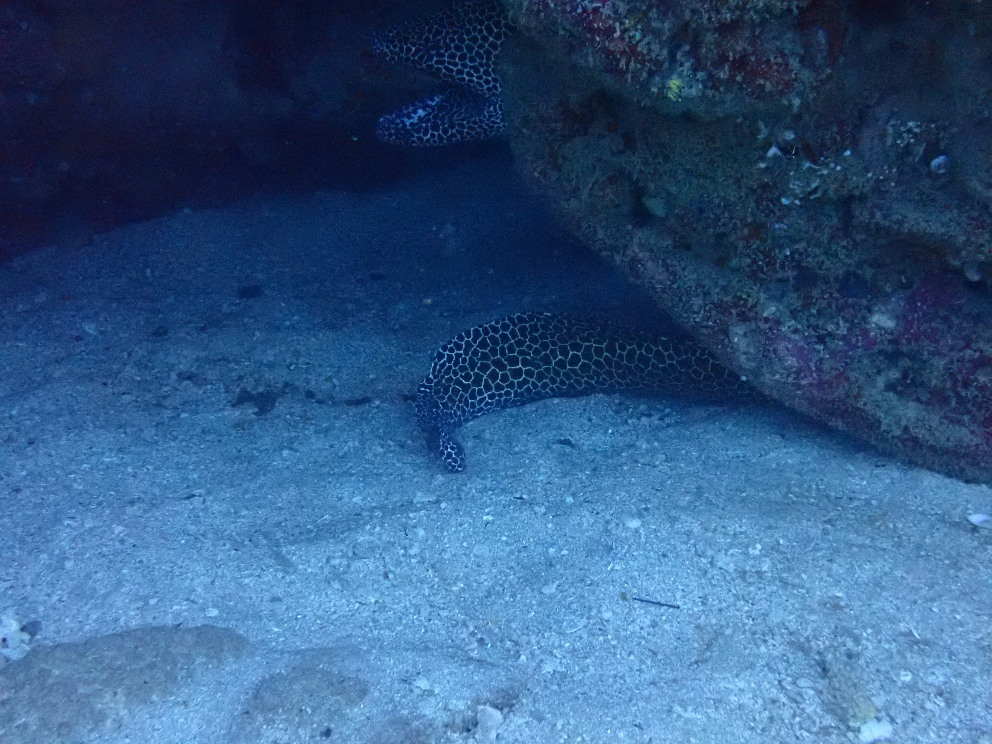 Pesce maculato nascosto nello spazio tra le rocce sott'acqua