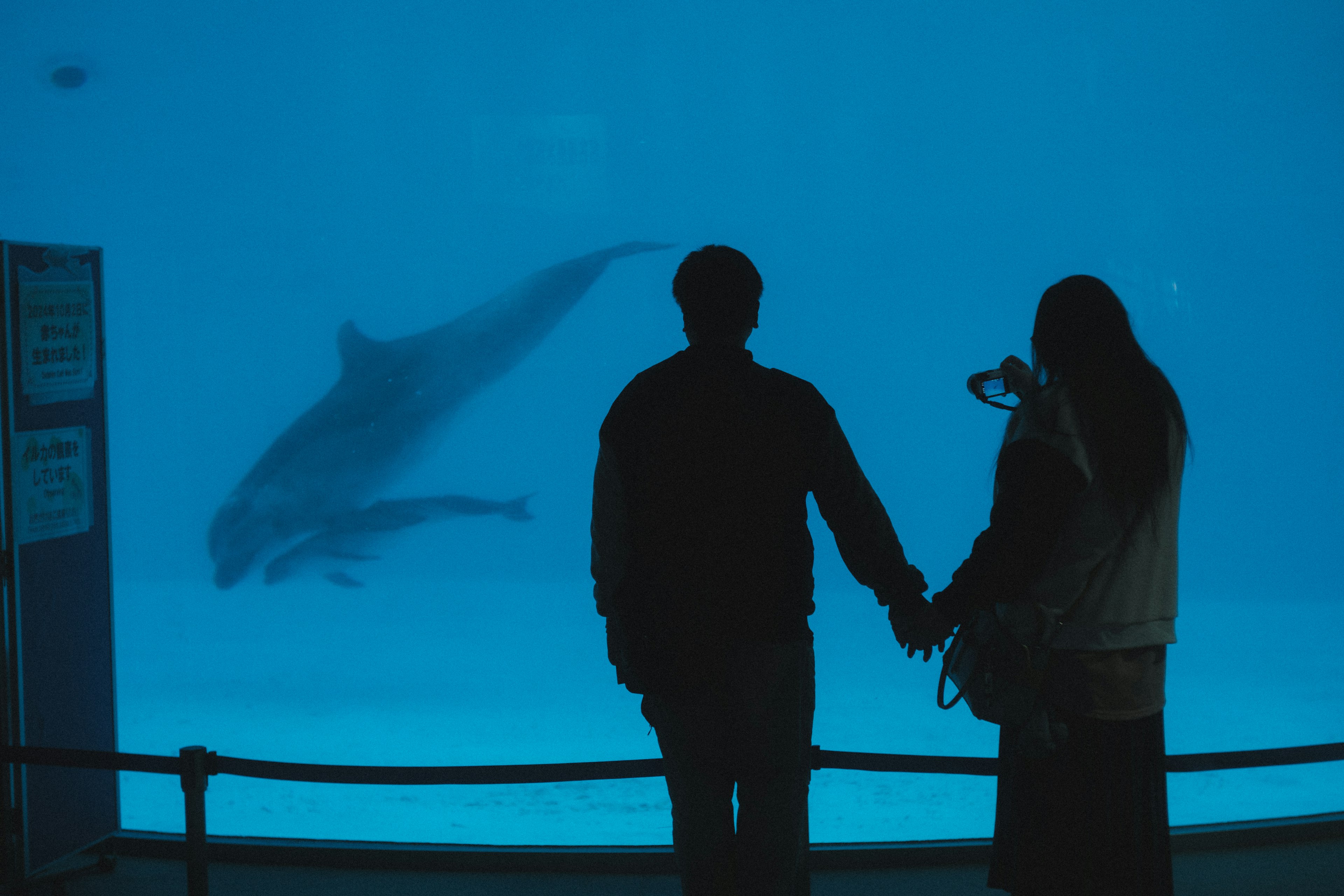 Silhouette d'un couple regardant un dauphin dans un aquarium