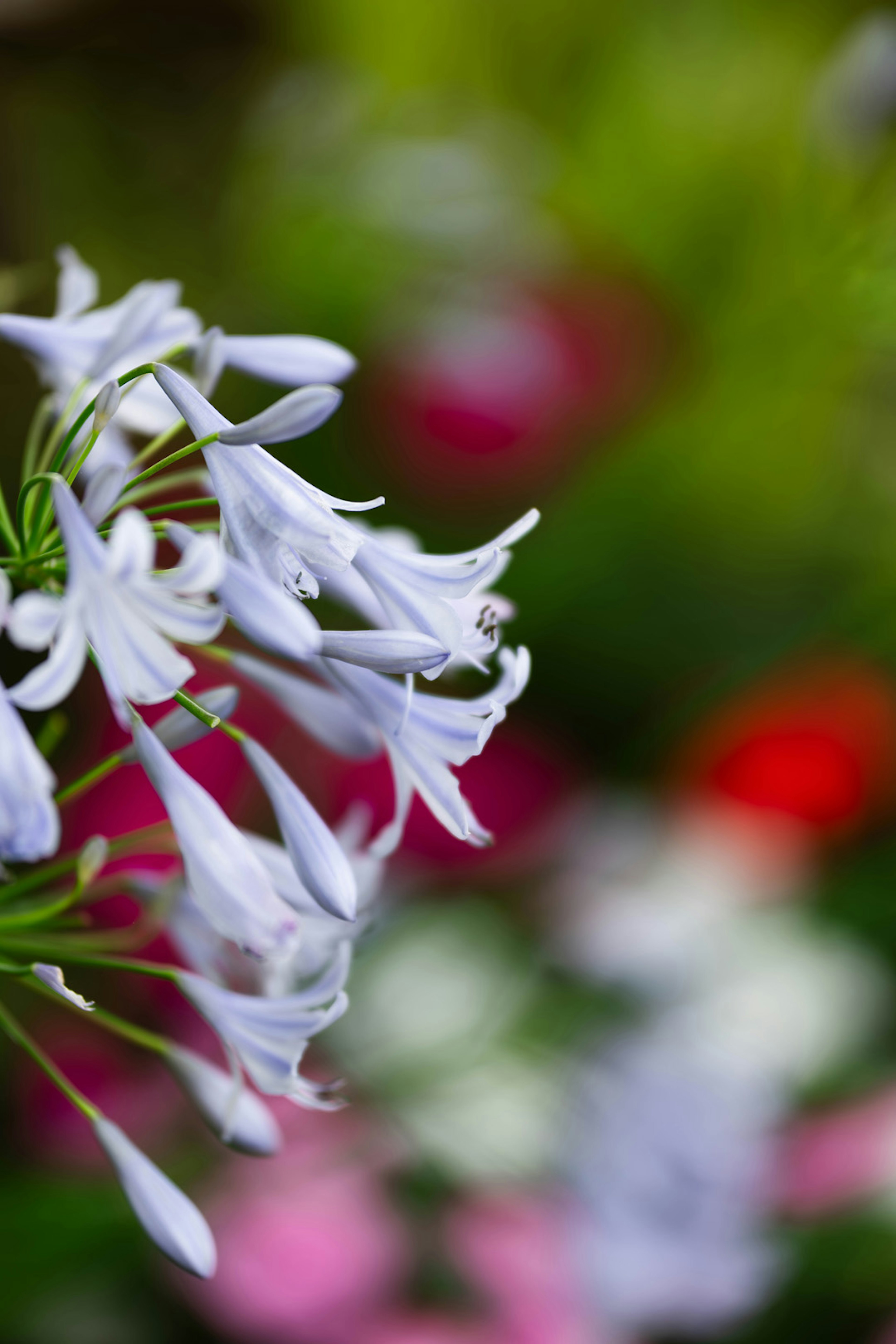 白い花が美しく咲いている背景に色とりどりの花が広がる