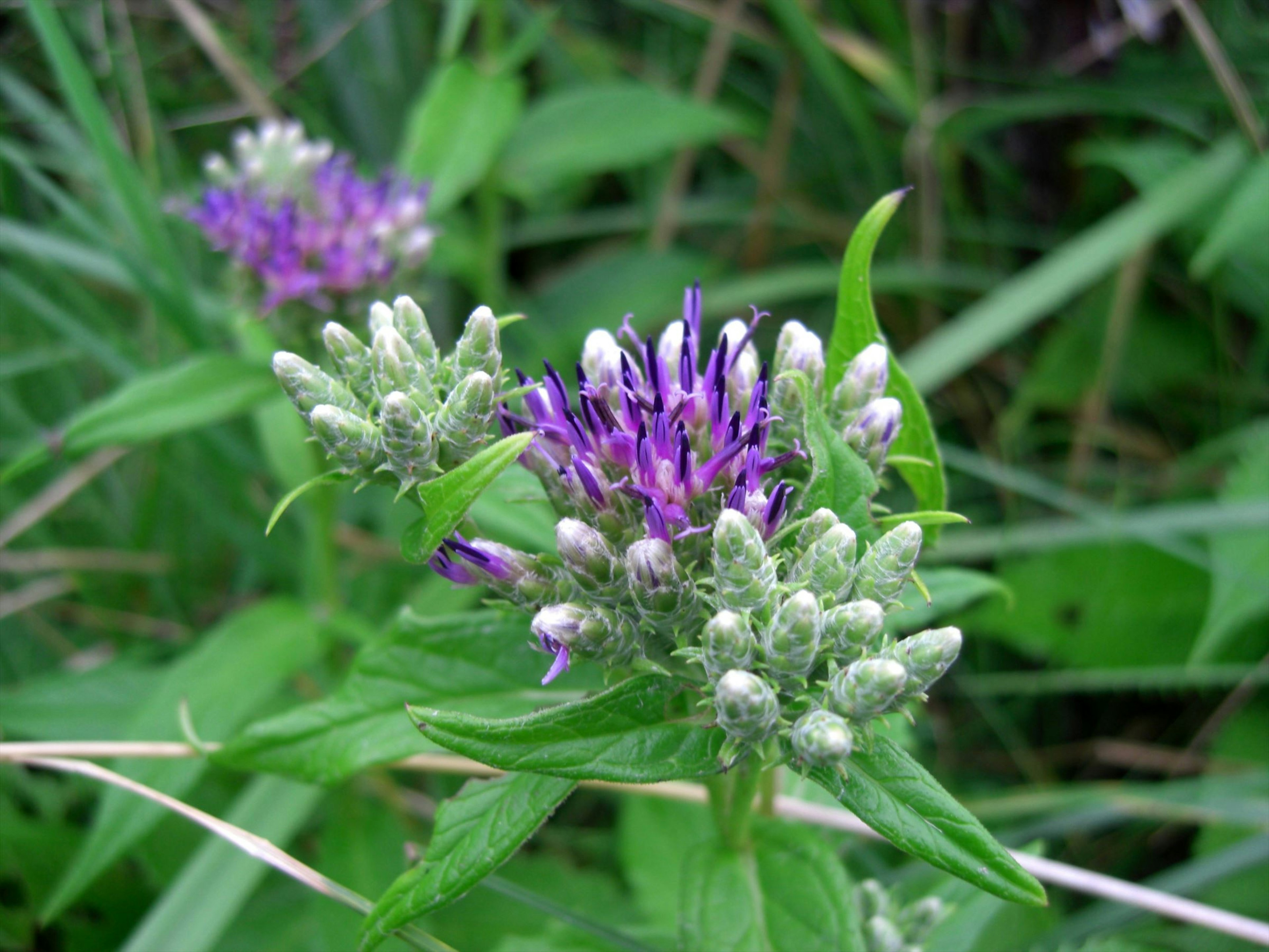 紫色の花を持つ植物のクローズアップ緑の葉に囲まれて