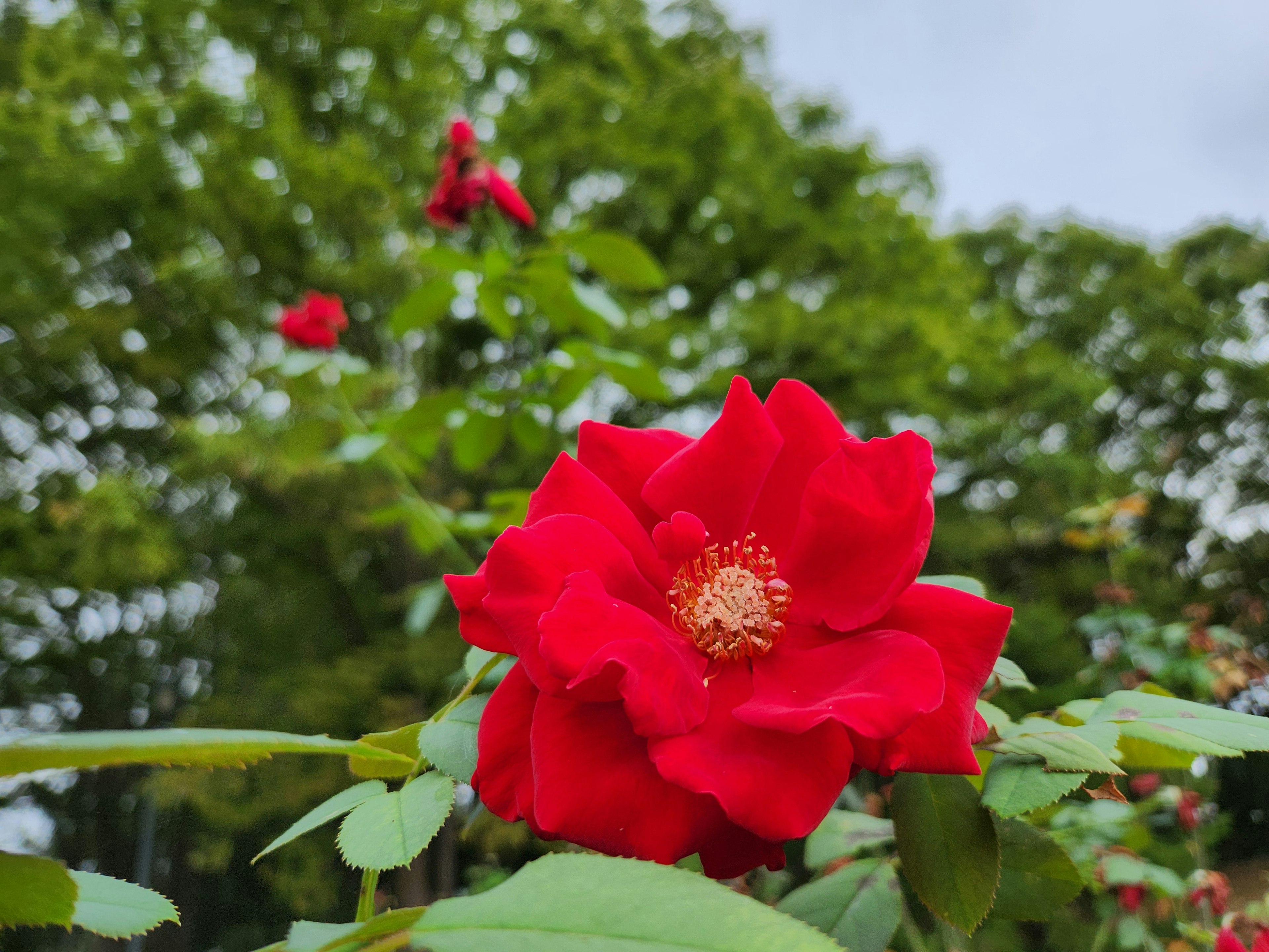 Une rose rouge vibrante entourée de feuilles vertes