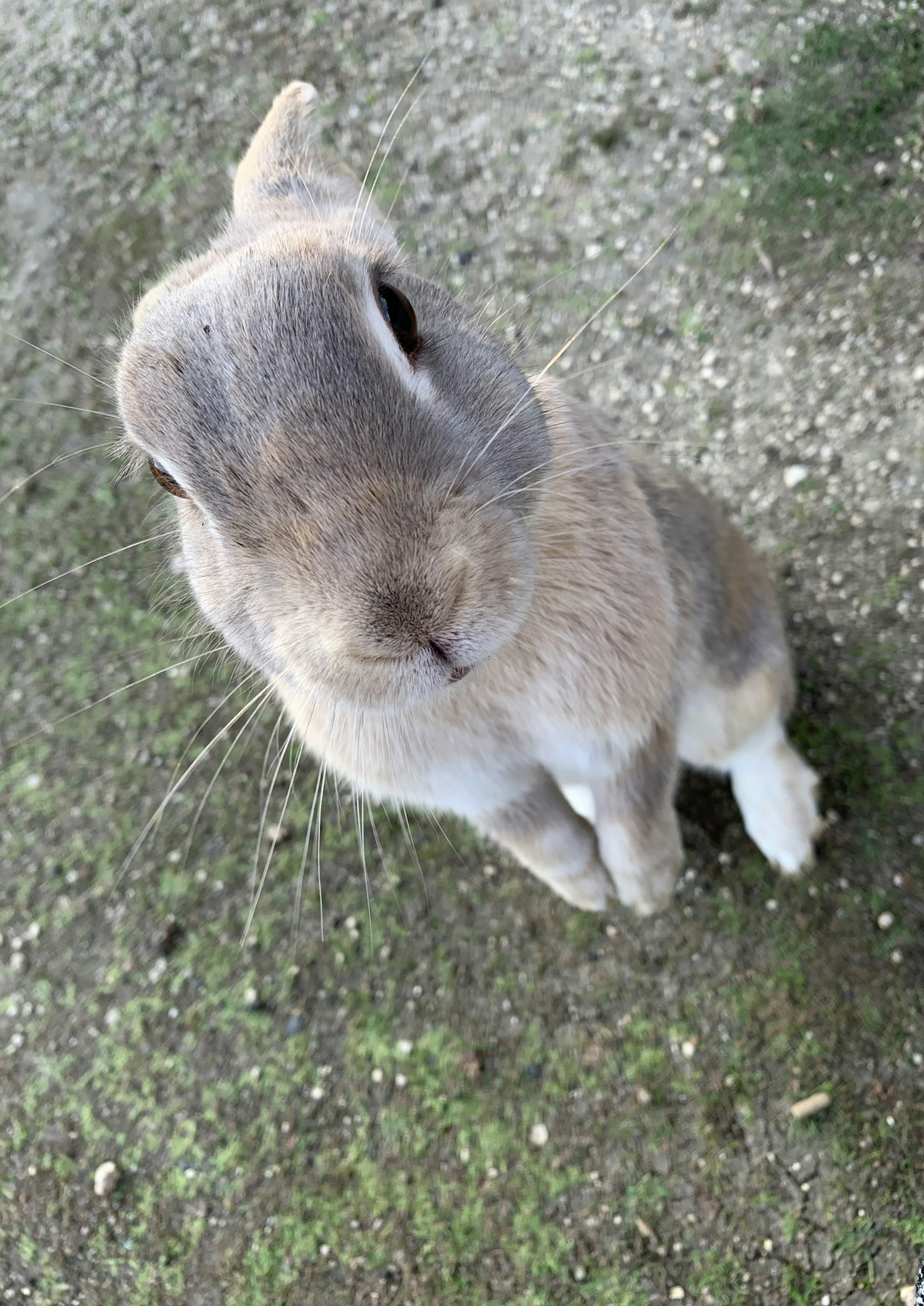 Grauer Hase steht mit einem neugierigen Ausdruck