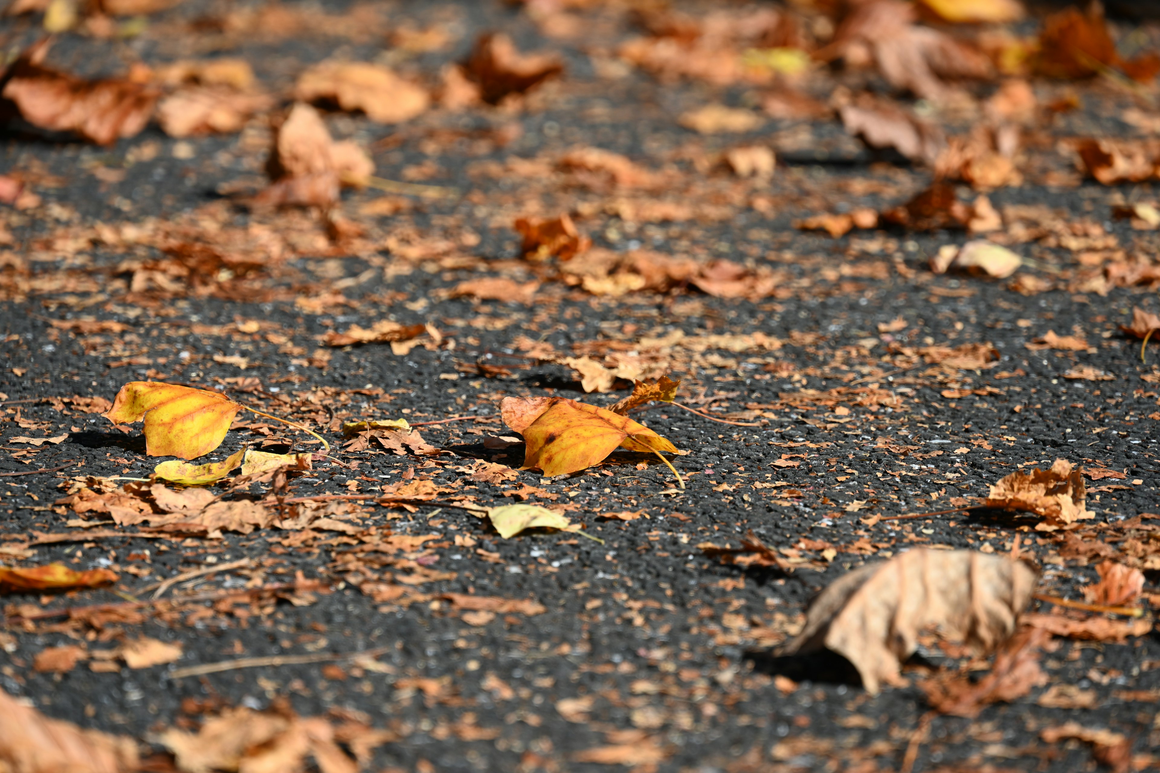 Hojas de otoño esparcidas en una carretera pavimentada