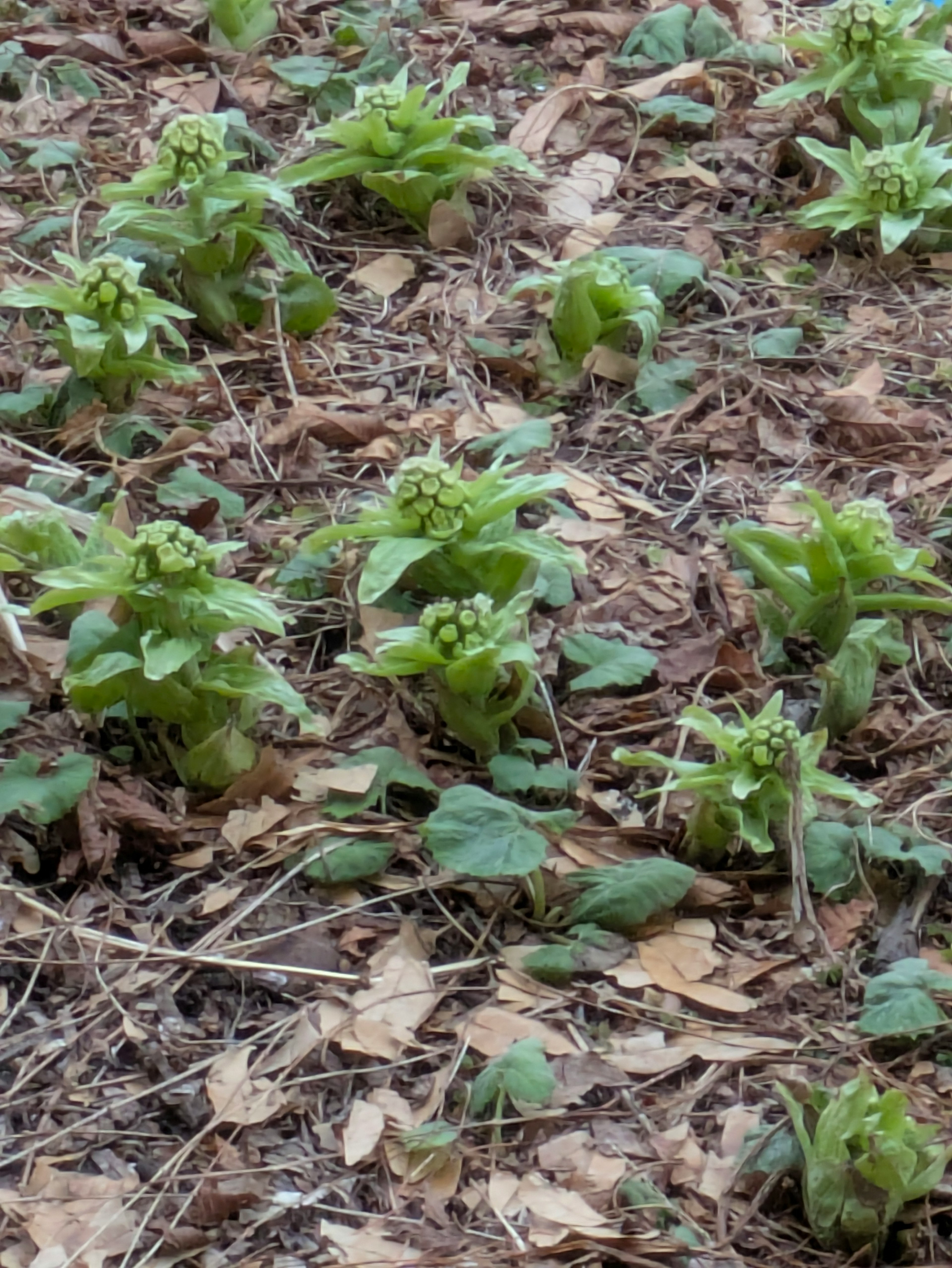 Tanaman muda hijau dikelompokkan di atas tanah dengan daun coklat di sekitarnya