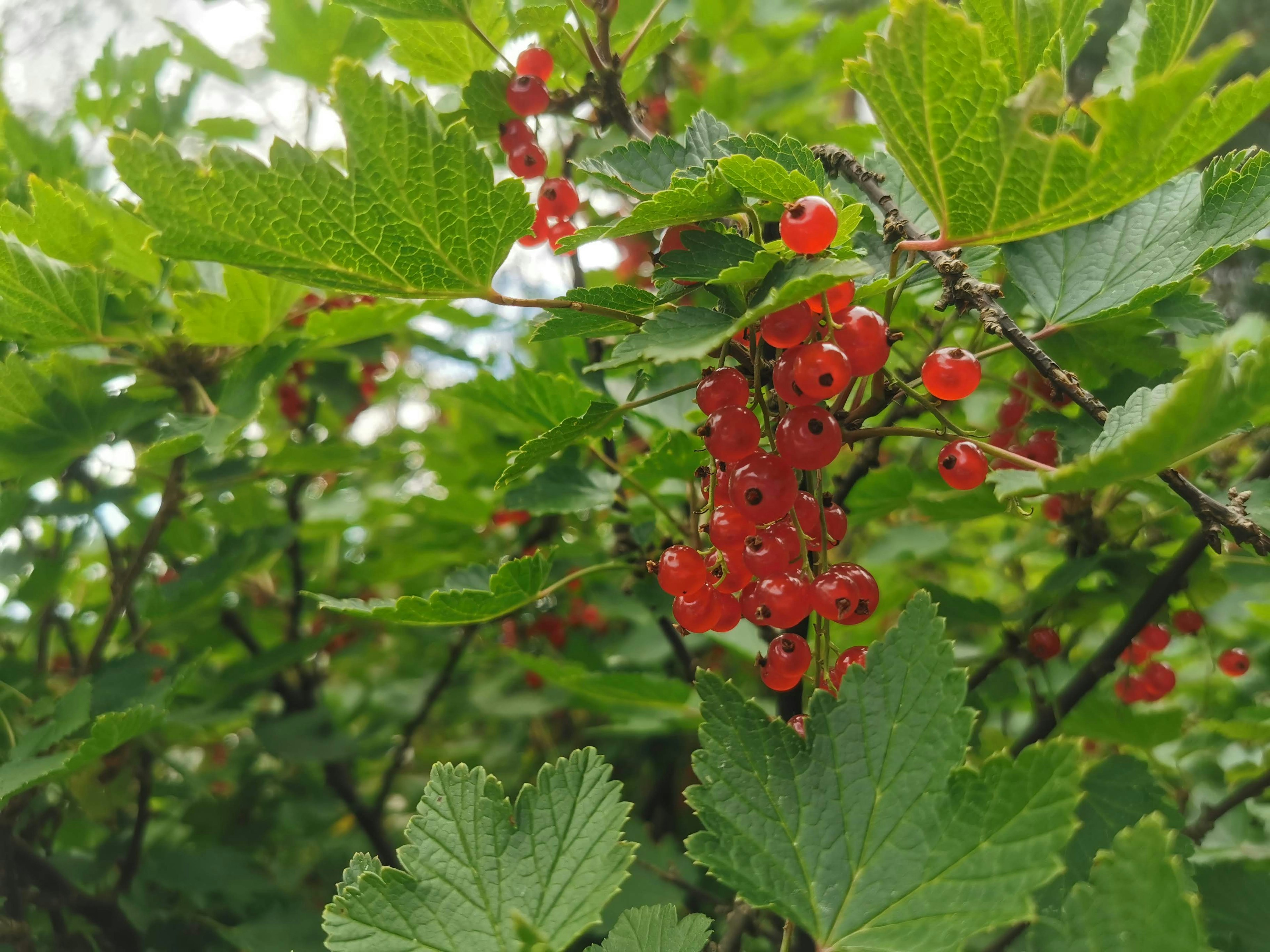 Baies de groseilles rouges entourées de feuilles vertes