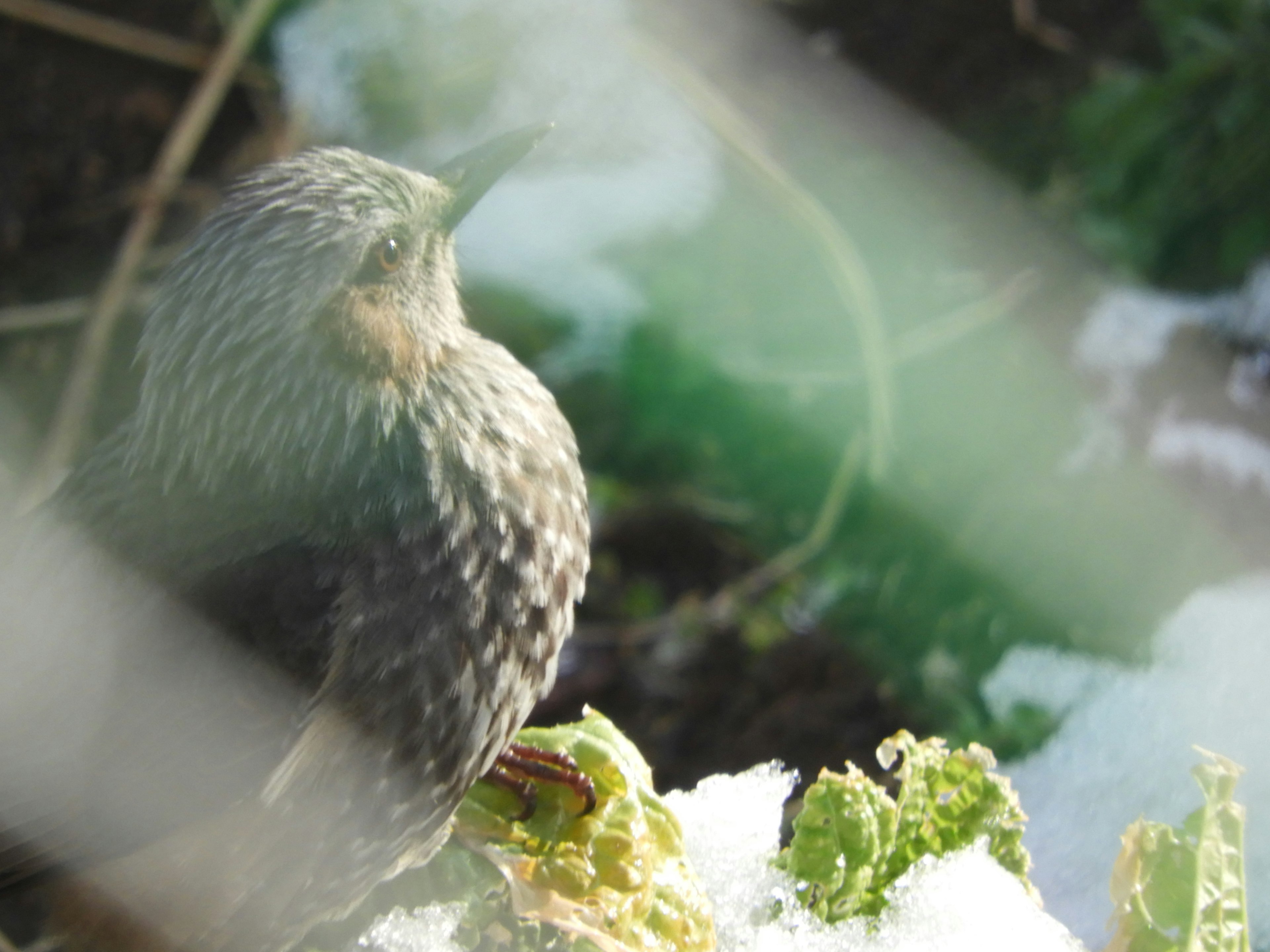 Ein kleiner Vogel, der einem Spatz ähnelt, sitzt auf grünen Blättern im Schnee