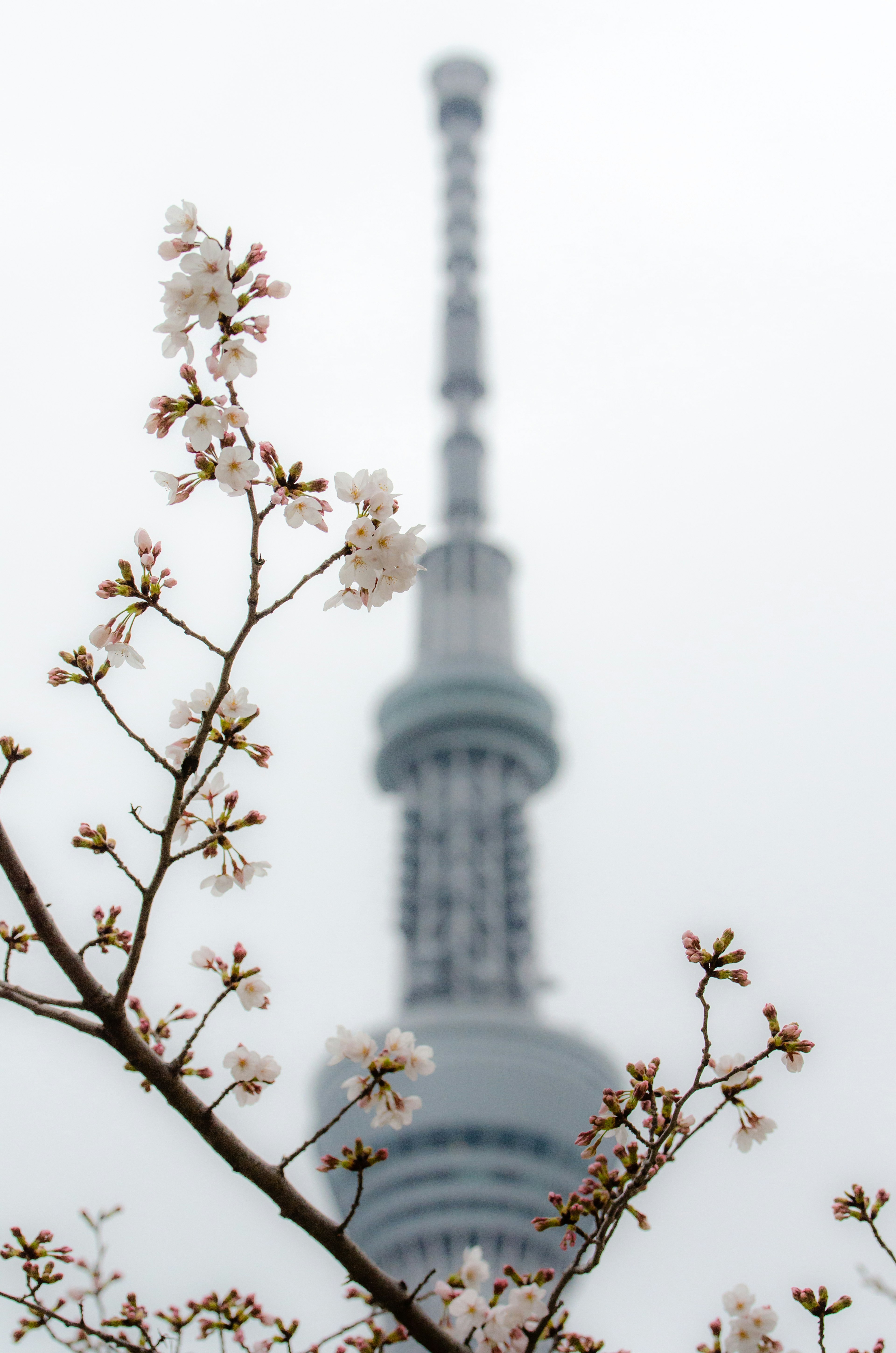 Cảnh Tokyo Skytree mờ với hoa anh đào ở phía trước