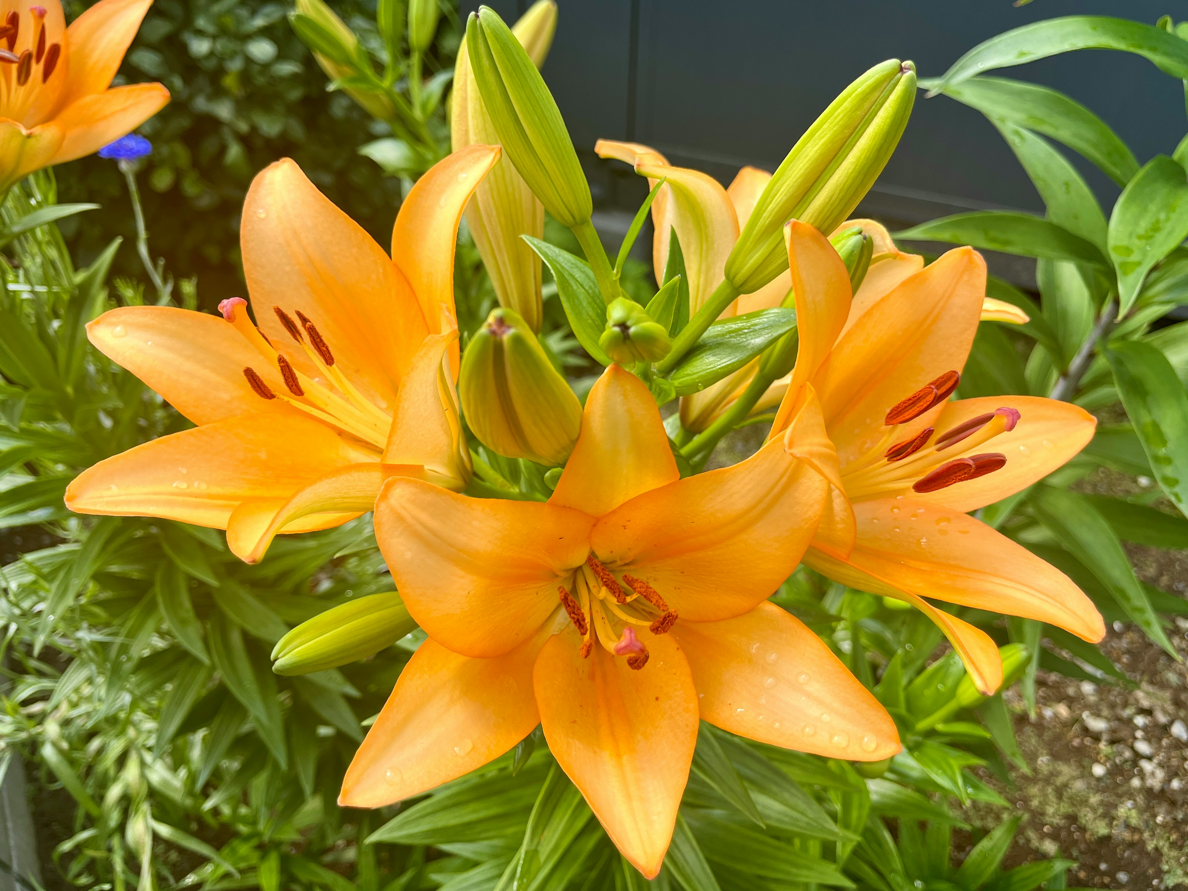 Un gruppo di gigli arancioni in fiore con foglie verdi sullo sfondo