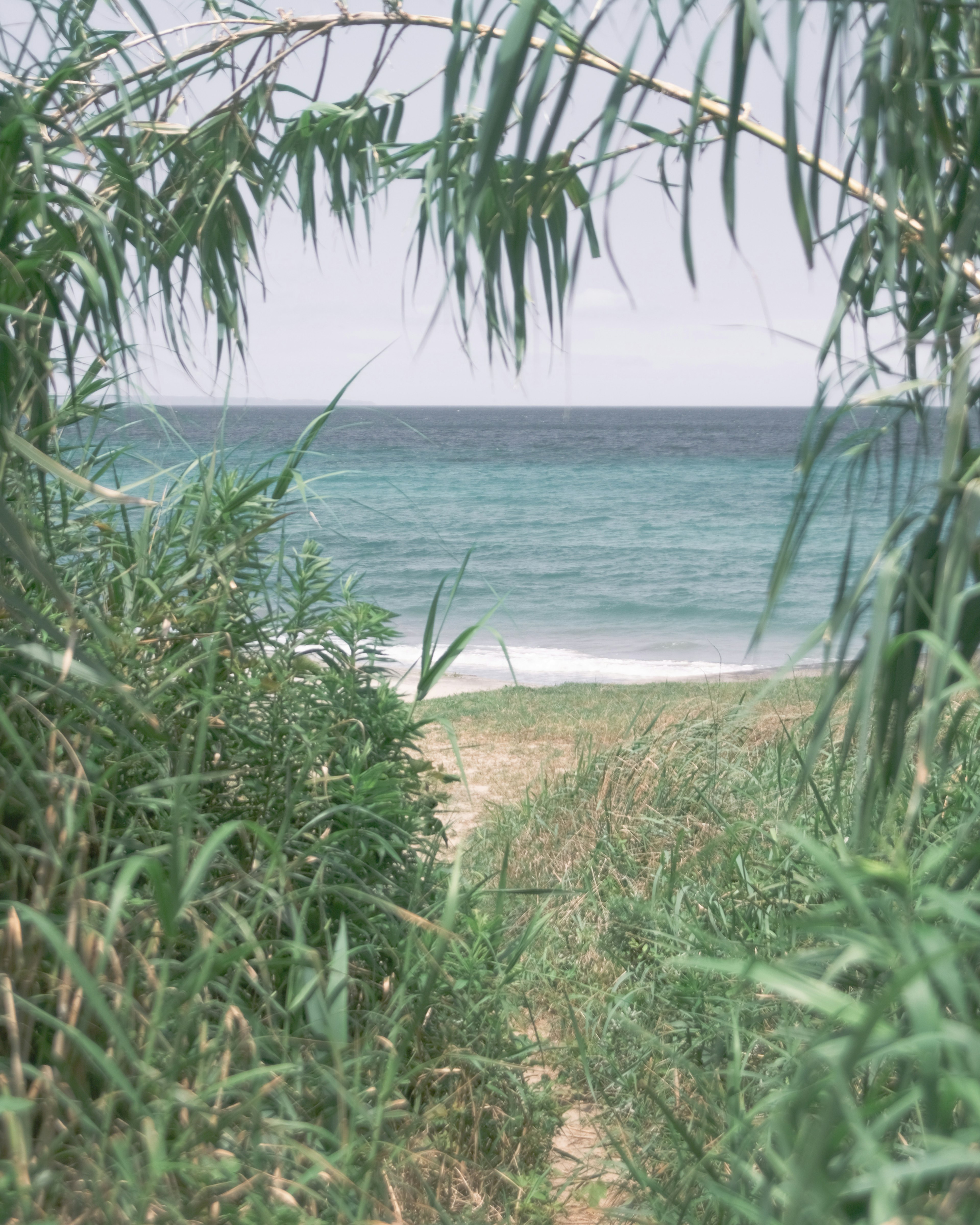 青い海と草の道の間にある緑の植物のトンネル