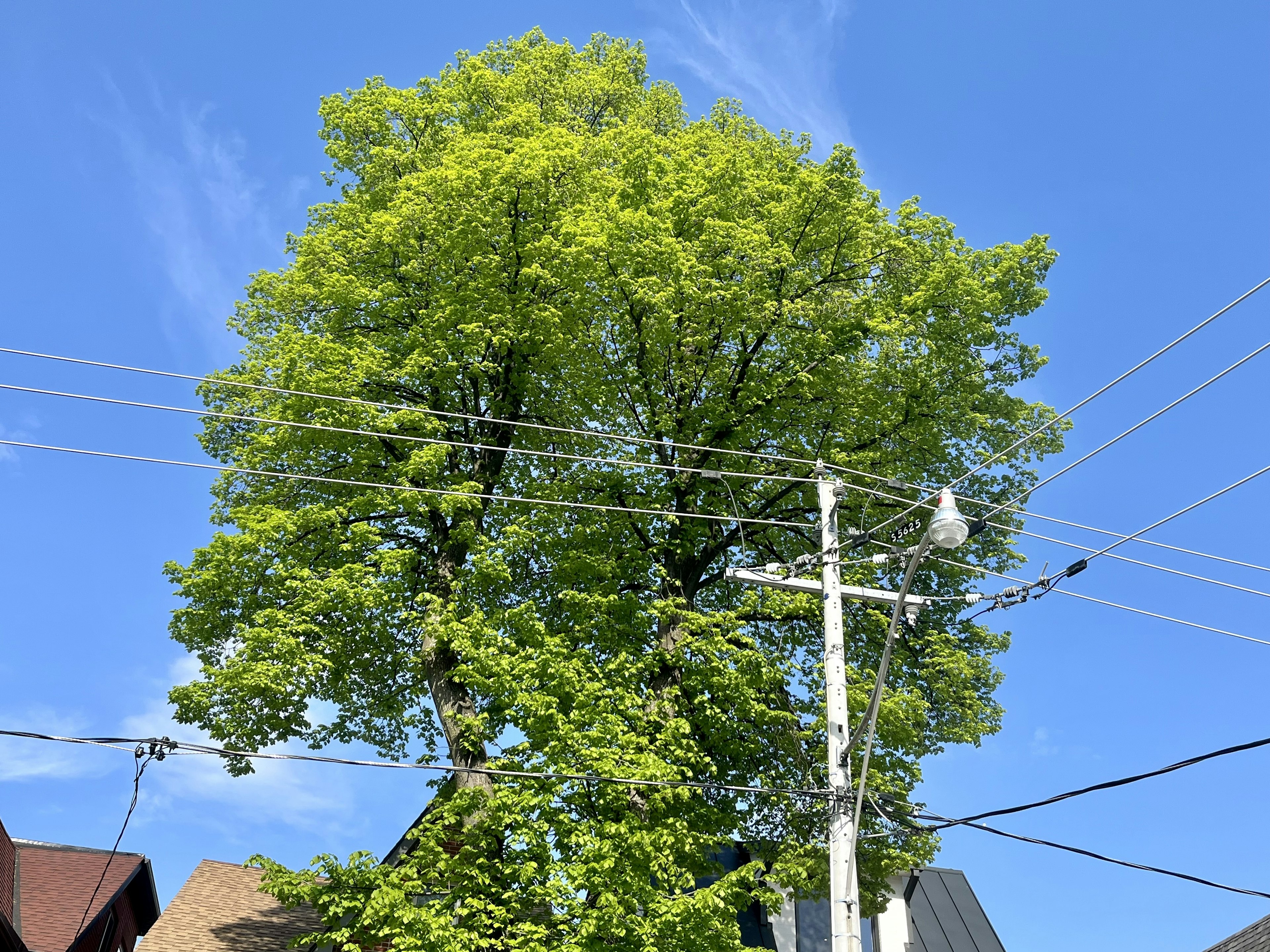 Grande albero verde sotto un cielo blu con linee elettriche